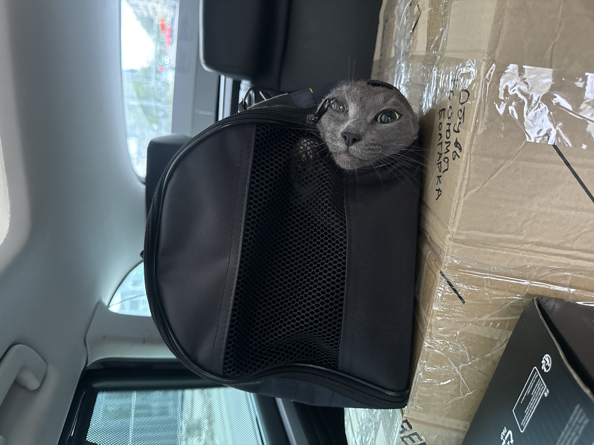 A grey cat with wide, curious eyes peeks out from a black pet carrier. The carrier has mesh panels on the front, through which the cat's face is visible, and is partially unzipped. The cat appears to be looking directly at the camera.
The pet carrier is situated in what appears to be the back seat of a car. Outside the car window, a blurry cityscape is visible, suggesting an urban environment. To the right of the carrier, there are stacked cardboard boxes. One box has handwriting in Cyrillic script, which appears to be an address or shipping information. The text on the box is partially visible and reads: "05.06" and "СОМОРЖ", and below that "БОЛГАРАКА".
The lighting suggests it might be daytime. The overall impression is a snapshot of a pet being transported, likely in an urban setting in Moscow, Russia, based on the text and the cityscape clues. There are no people visible in the image.