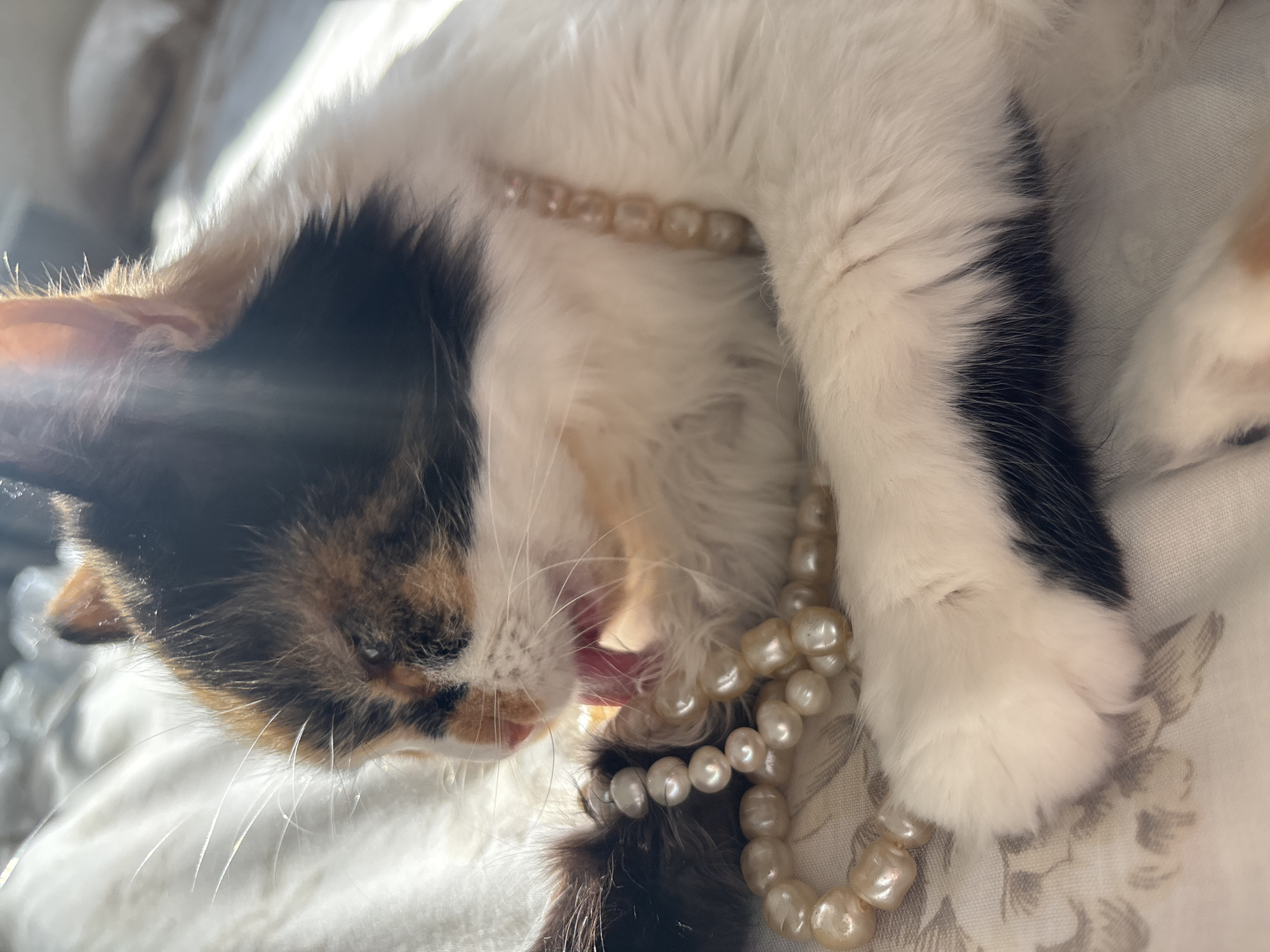 A calico cat is lying on a patterned white fabric, possibly a bedspread, with a string of pearls around its neck. The cat is grooming itself, extending its pink tongue. The cat's fur is a mix of white, black, and orange hues. The pearls are irregular in shape and appear creamy in color. The location is not discernible from the image; no features indicate the city of Chaikovsky, Russia.