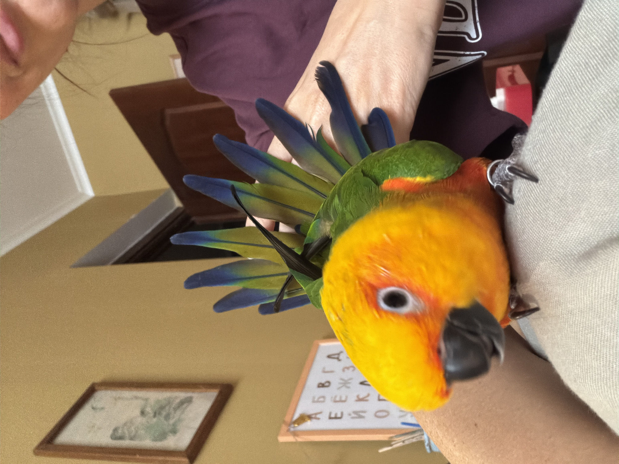 A vibrant-colored bird, primarily yellow with green and blue accents on its wings, is perched on a person's arm. The person is wearing a dark purple shirt with white lettering. The bird appears to be a Sun Conure. The background includes a wall painted in a muted yellow tone, a framed picture, and a whiteboard with Cyrillic characters. The picture does not show a location in Khimki, Russia, and neither does the whiteboard.