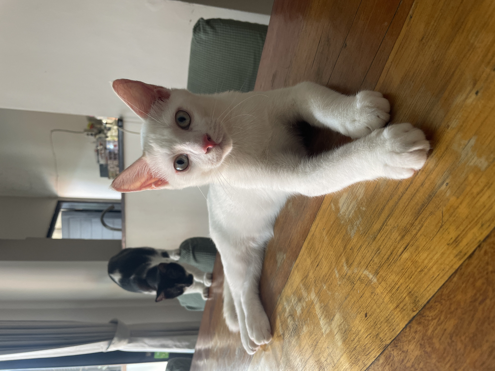 A photograph depicts two cats in a room in Denpasar, Indonesia. One cat, which is entirely white, is lying on a wooden table. The cat is positioned in the foreground of the image. Its head is tilted, and it is gazing directly at the camera. In the background, a black and white cat stands on a chair with green cushions. A window with curtains can be seen in the background, and a partial view of an object attached to the wall is present. The interior shows signs of being a domestic residence.