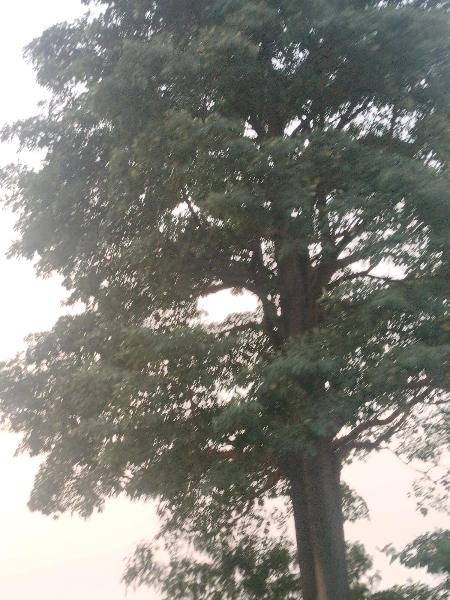 A large, mature tree with a thick trunk and widespread branches dominates the frame, its dark green foliage creating a dense canopy. The tree is captured against a pale, overcast sky, suggesting a diffused light source and possibly early morning or late afternoon. The image appears to be an outdoor shot, possibly in a park or along a street in Batam, Indonesia, though no specific landmarks are visible to confirm the exact location within the city. The overall impression is one of natural growth and the presence of a substantial tree within an urban or semi-urban environment.