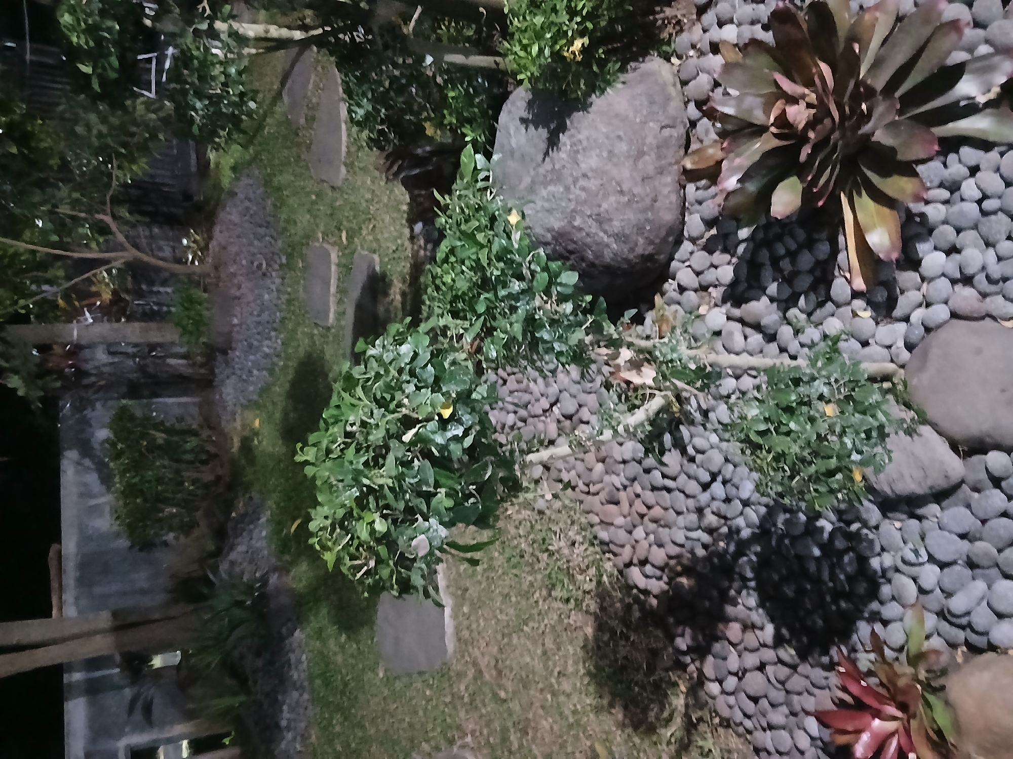This is a nighttime outdoor scene in a garden or courtyard in Tenggarang, Indonesia. The foreground is dominated by a path or bed of smooth, gray river stones. Several plants are present, including a small, leafy bush in the center, a red bromeliad on the left, and a larger, dark bromeliad on the right. A large, round, gray rock is positioned behind the central bush. In the mid-ground, there is a patch of grass with several square, gray stepping stones laid out. Beyond that, more greenery and trees are visible, along with a concrete wall or fence in the background. The lighting appears to be artificial, casting shadows. No people are visible in the image.