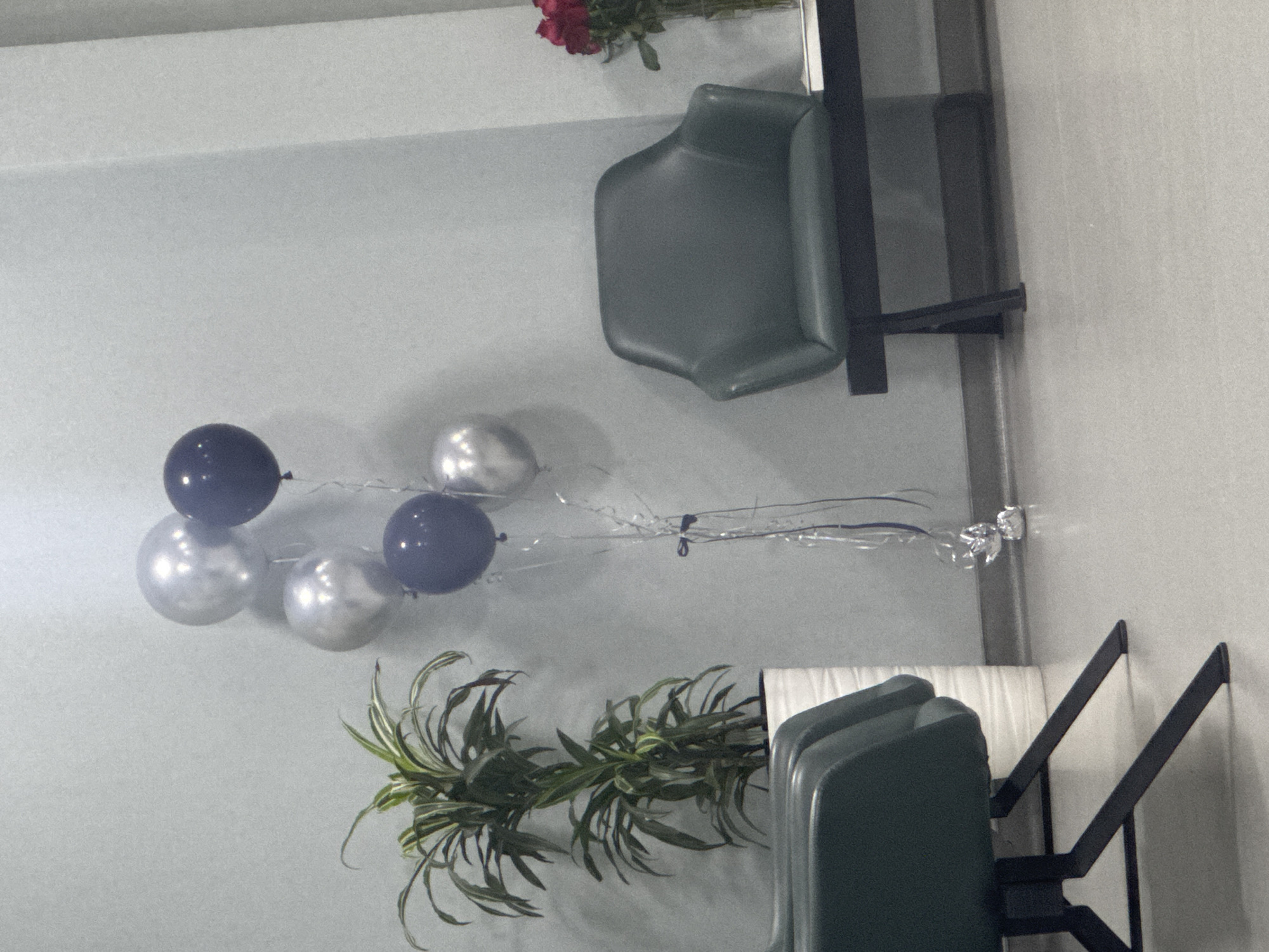 The image depicts an indoor scene that appears to be a waiting area or reception space. In the foreground, a dark green chair with a swivel base and black legs is visible on the left. To the right, another dark green armchair is positioned in front of a low black shelf. Behind the armchair, a vase containing red roses is partially visible. A cluster of balloons, predominantly silver and dark blue, is suspended in the air, attached to metallic streamers. A potted plant with long, green and white striped leaves sits in a white cylindrical planter next to the chair on the left. The walls are a pale, neutral color, and the floor is a light gray. The overall impression is one of a clean, modern, and somewhat sterile environment, potentially a doctor's office or a corporate reception area. There is no indication of the city of Tashkent, Uzbekistan, or any specific geographical markers.