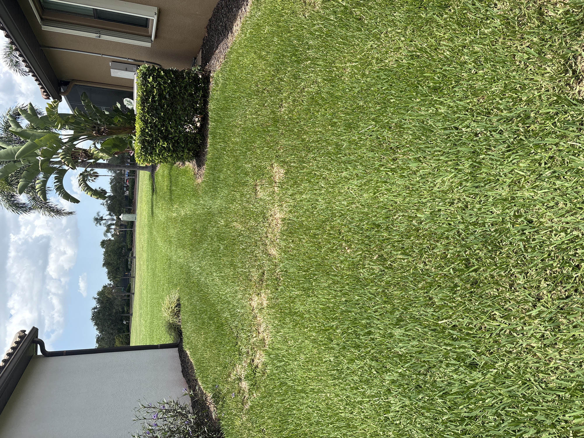 The image depicts a suburban backyard in Bradenton, Florida, under a partly cloudy sky. The yard features a well-maintained green lawn with a visible patch of dry, lighter-colored grass in the foreground. Two residential buildings flank the lawn; one on the left with a white textured wall and a dark gutter system, and another on the right with a tan stucco exterior, featuring a window with white shutters and an outdoor air conditioning unit next to a manicured green hedge. In the background, palm trees and other greenery are visible, suggesting a tropical or subtropical climate. The scene is devoid of any people or apparent activity.