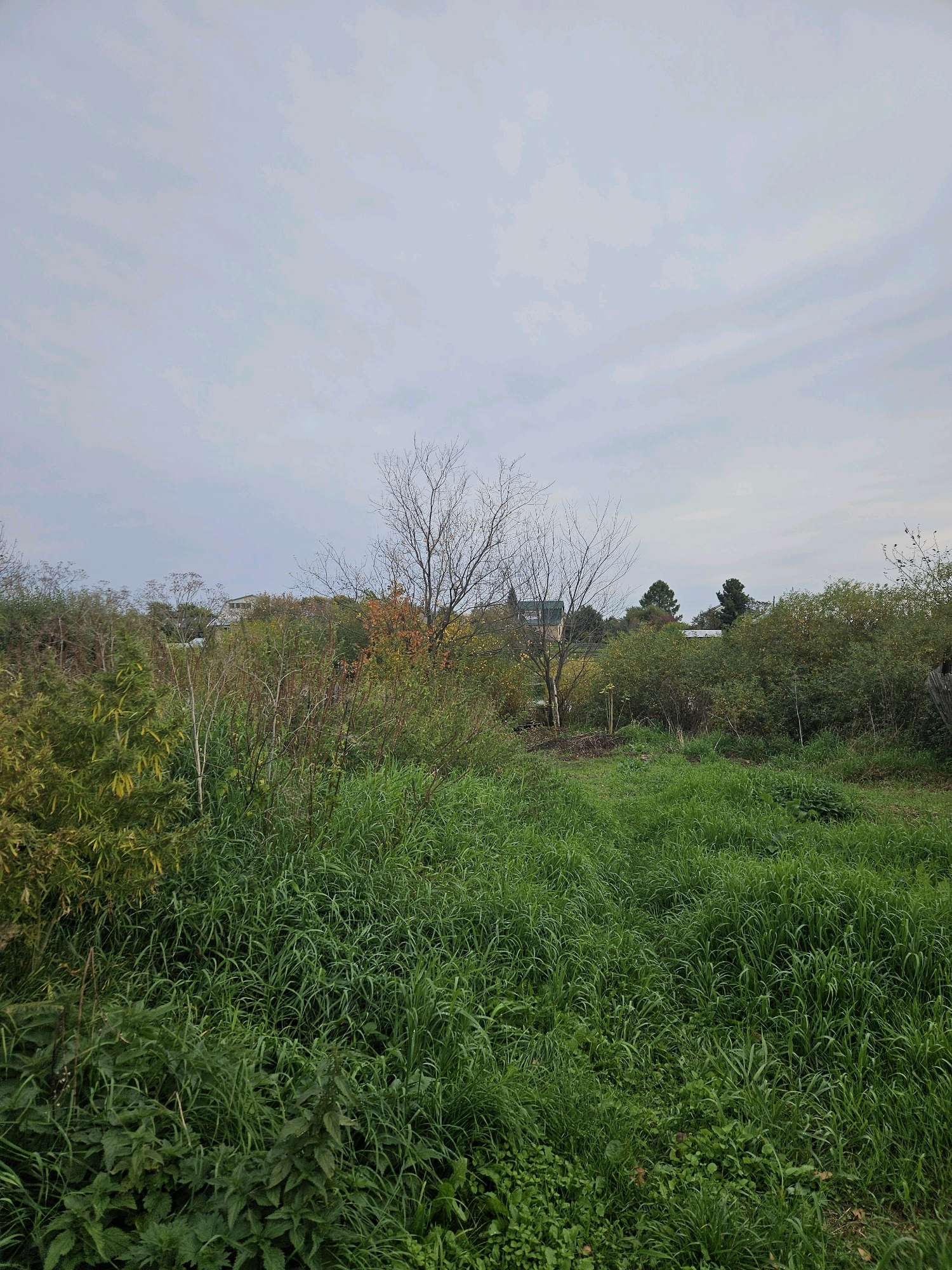 The image depicts an outdoor scene under an overcast sky. In the foreground, tall, lush green grass dominates the view, with some smaller plants visible at the bottom. Beyond the grass, various bushes and trees are present, with some showing hints of autumn coloration. A bare-branched tree stands prominently in the mid-ground. In the background, several buildings, likely houses, are nestled amongst the trees and vegetation. The environment appears to be rural or semi-rural, possibly on the outskirts of a settlement like the village of Sipavskoye, Russia. There are no people or animals visible in the frame, and no specific actions or interactions are taking place. The overall impression is a natural landscape with man-made structures partially integrated into it.
