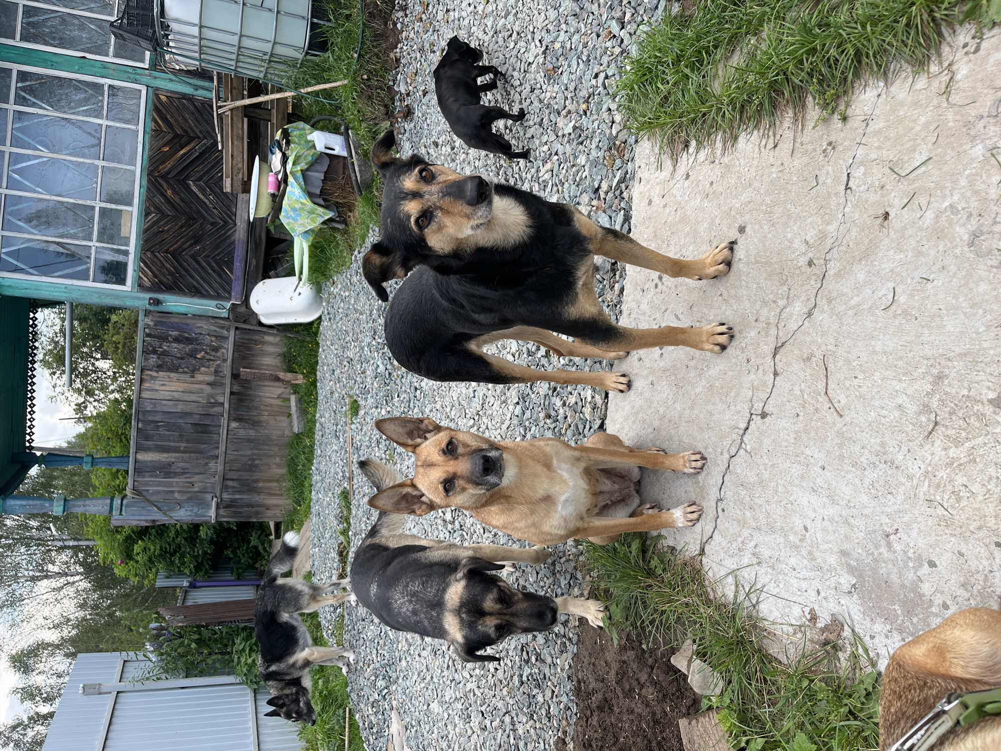 A group of five dogs are gathered in a yard with a gravel and concrete ground cover. In the foreground, two medium-sized dogs are prominent. One, a tan dog with erect ears, sits facing the camera. The other, a black and tan dog with floppy ears, stands to its left, looking towards the camera. Behind them, a larger black and tan dog is partially visible on the left, facing away from the camera. Further back and to the right, a small black puppy is sniffing the ground. A German Shepherd is visible in the background on the far left. The yard appears to be behind a wooden structure with a large window and a blue-painted porch. Various outdoor items, including a large white tank, a basin, and other miscellaneous objects, are scattered around the area. The environment suggests a rural or semi-rural setting. The image is taken from a slightly elevated perspective.