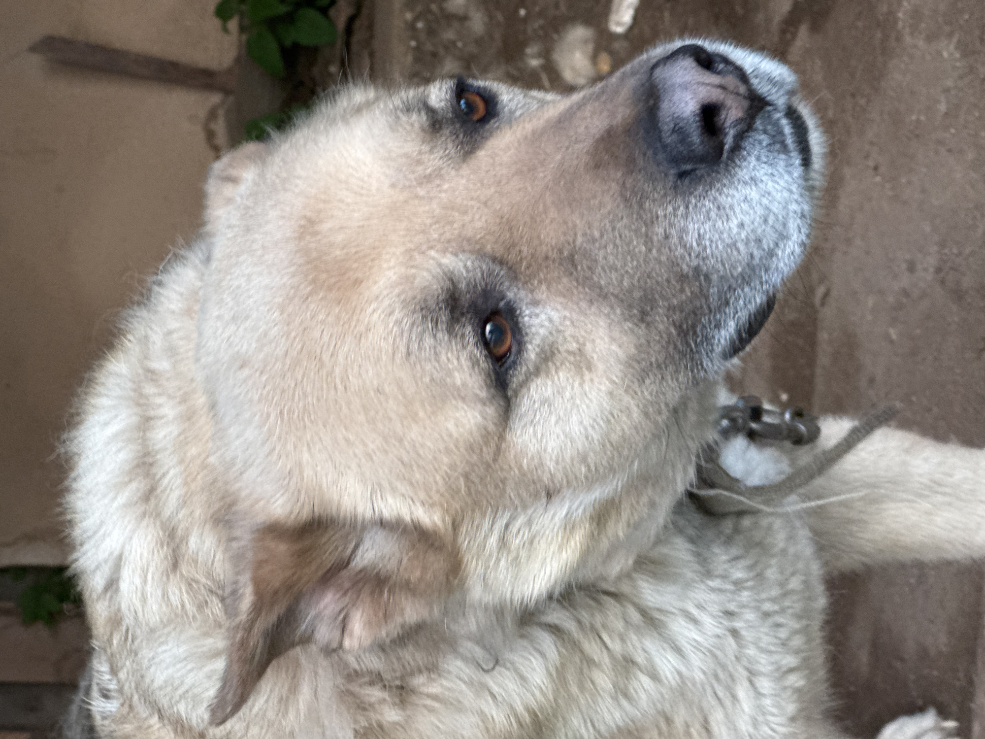 This is a close-up, overhead shot of a light-colored dog with tan fur. The dog's head is tilted upwards and to the right, showing its face from a low angle. Its eyes are dark brown and appear to be looking slightly up. The dog's snout is prominent, with a dark nose and gray fur around it. A metal collar with links is visible around its neck, with some white string or fabric tied to it. The background is out of focus and appears to be an outdoor setting with rough, textured surfaces, possibly concrete or stone walls, and some green foliage in the upper left corner. The lighting suggests it could be daytime, with natural light illuminating the dog's face. No text is visible in the image. The dog's expression is neutral. The location context provided is Nizhnyaya Gar', Russia.