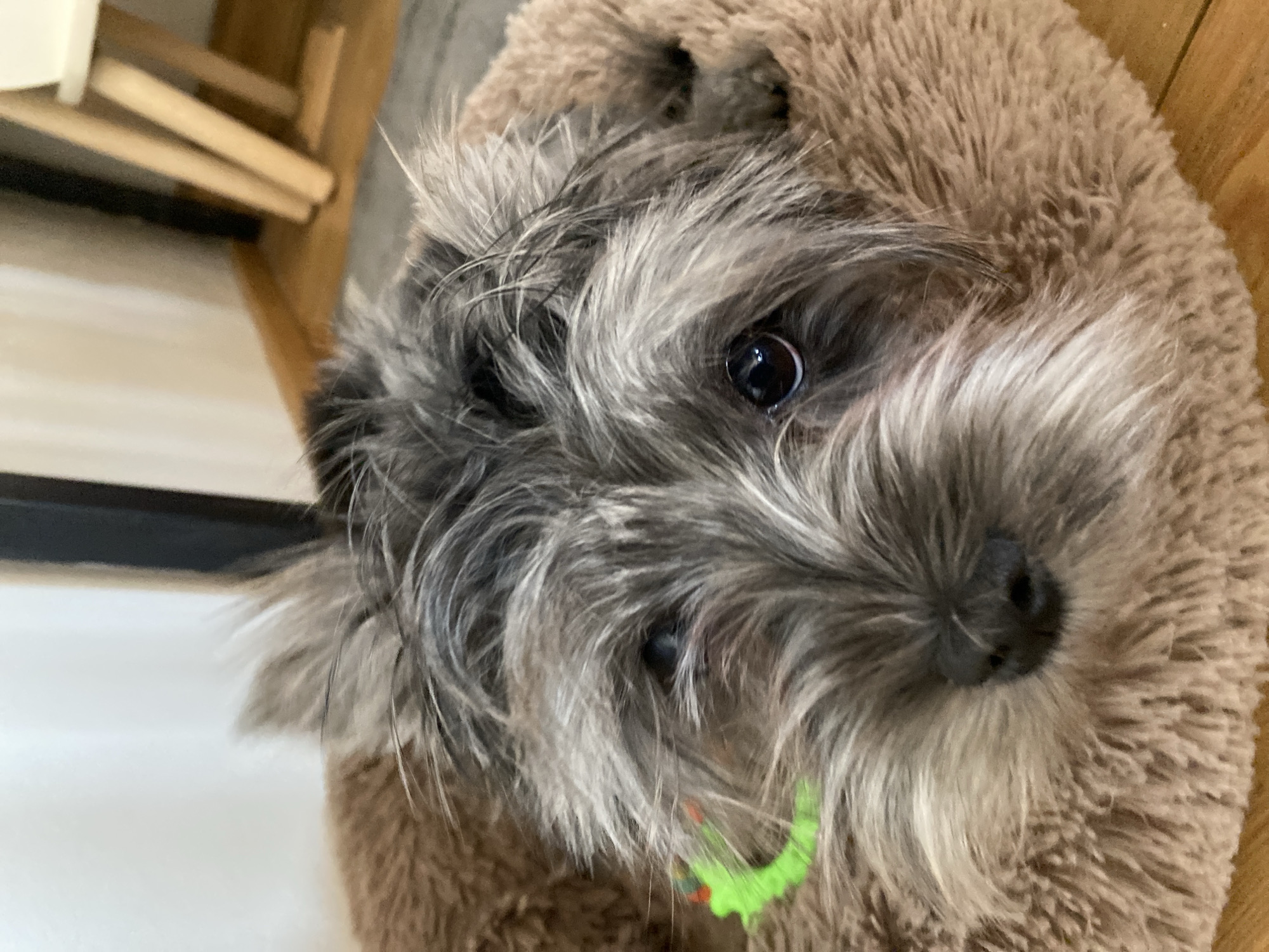 The image is a close-up, high-angle shot of a grey and white terrier-type dog. The dog is partially wrapped in a brown, furry material. The dog has a green collar with a red tag. A portion of a light-colored wooden structure and white wall are visible in the background, out of focus. The location of the city of Chaikovsky, Russia, is not apparent in the image.