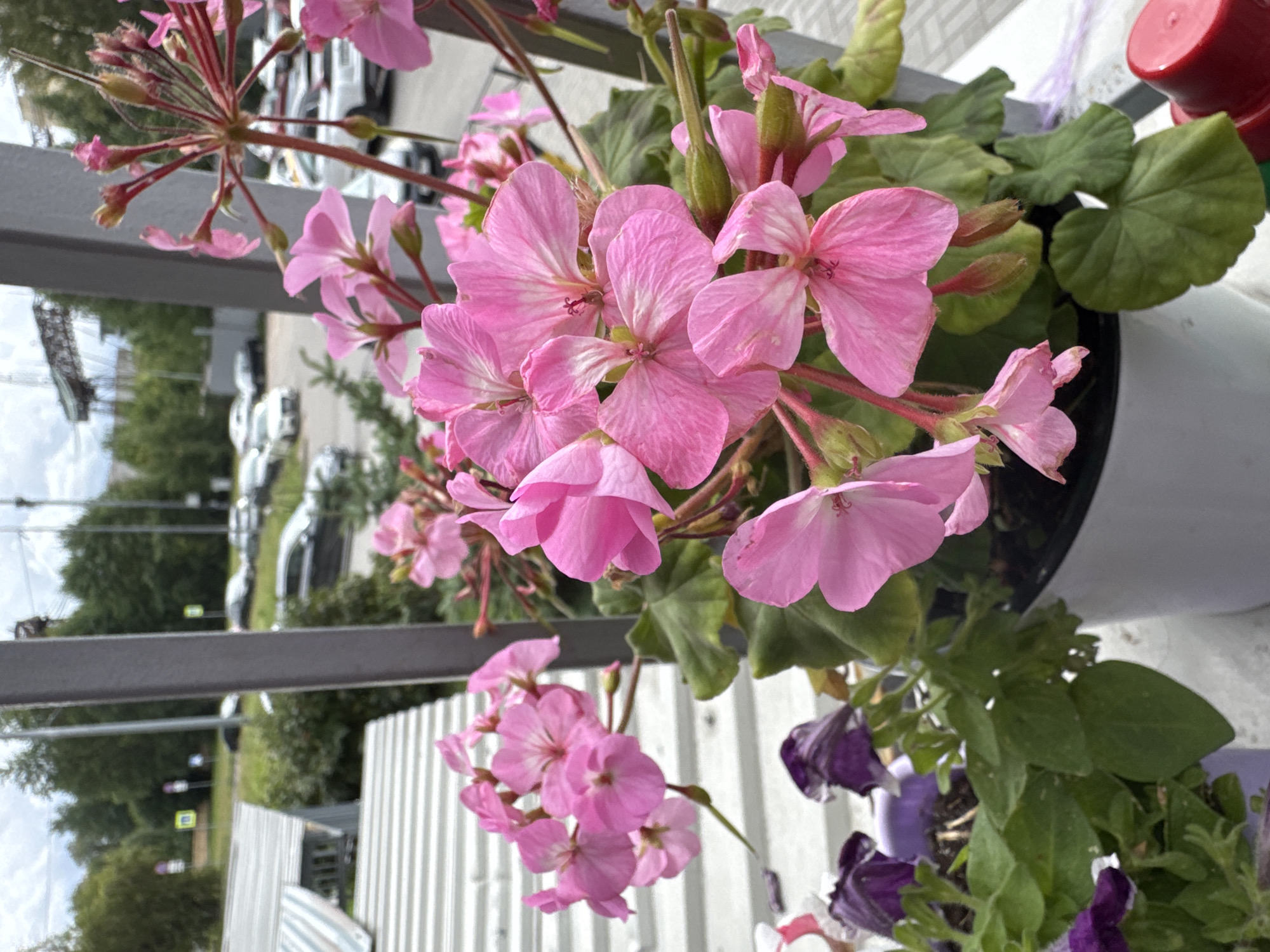 The image shows a close-up of pink geranium flowers in a pot, with a blurred background of a city street in Sinyavino, Russia. The flowers are in focus, with their delicate petals and green leaves clearly visible. In the background, cars are parked along a road, and trees and buildings can be seen. A metal railing runs along the right side of the image. The overall scene suggests a bright, outdoor setting, possibly a balcony or a windowsill overlooking a street.