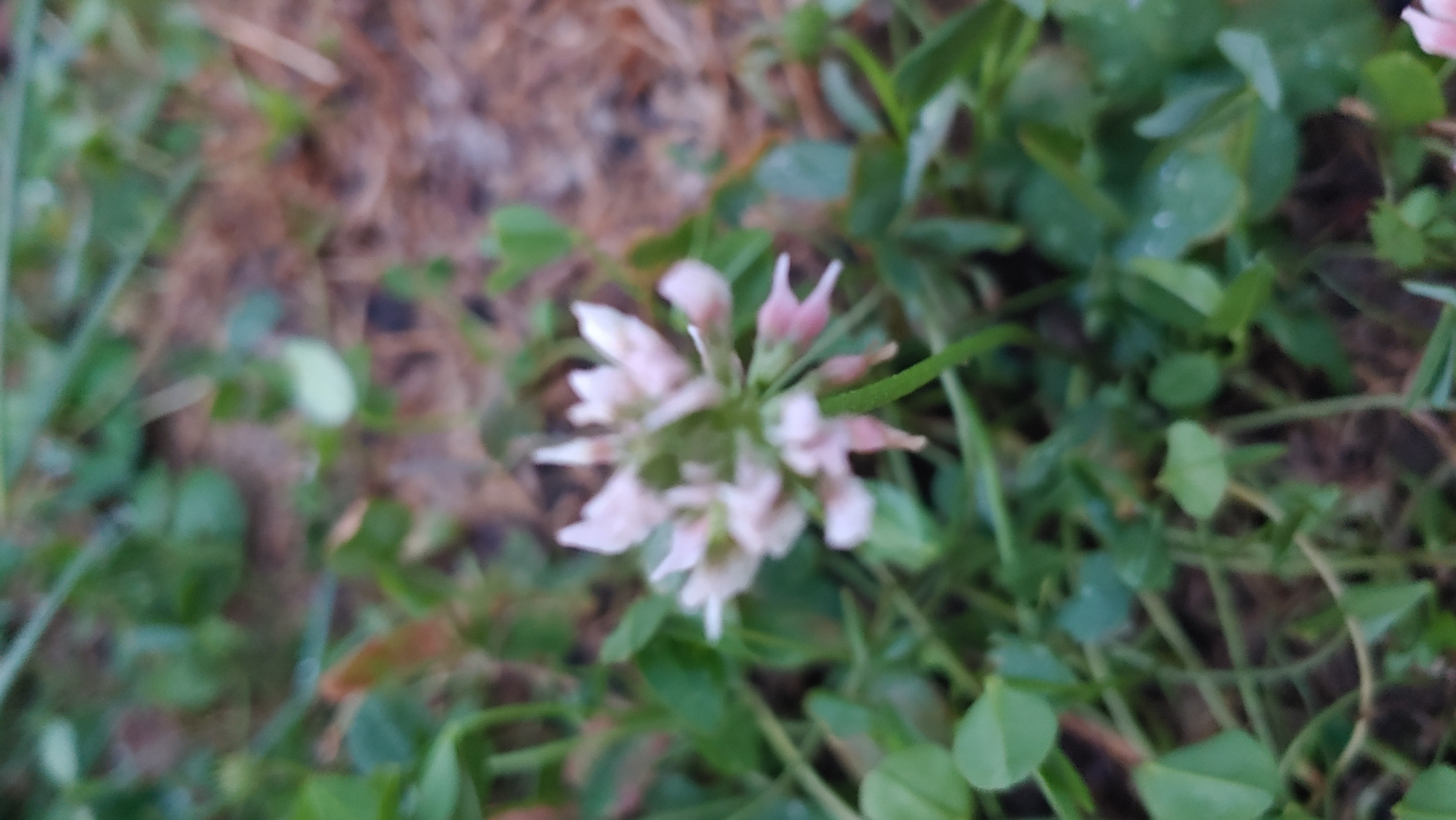 The image is a close-up, slightly out-of-focus photograph of a cluster of small, pinkish-white flowers, likely clover, growing amongst green foliage and brown earth. The background is blurred, showing more of the green plants and a suggestion of dry, brown organic matter. The lighting appears to be natural, possibly overcast. No people or specific landmarks are visible in the image. The scene is an outdoor, natural setting. It is not possible to determine the specific location within the city of Mukachevo, Ukraine, from the provided image.