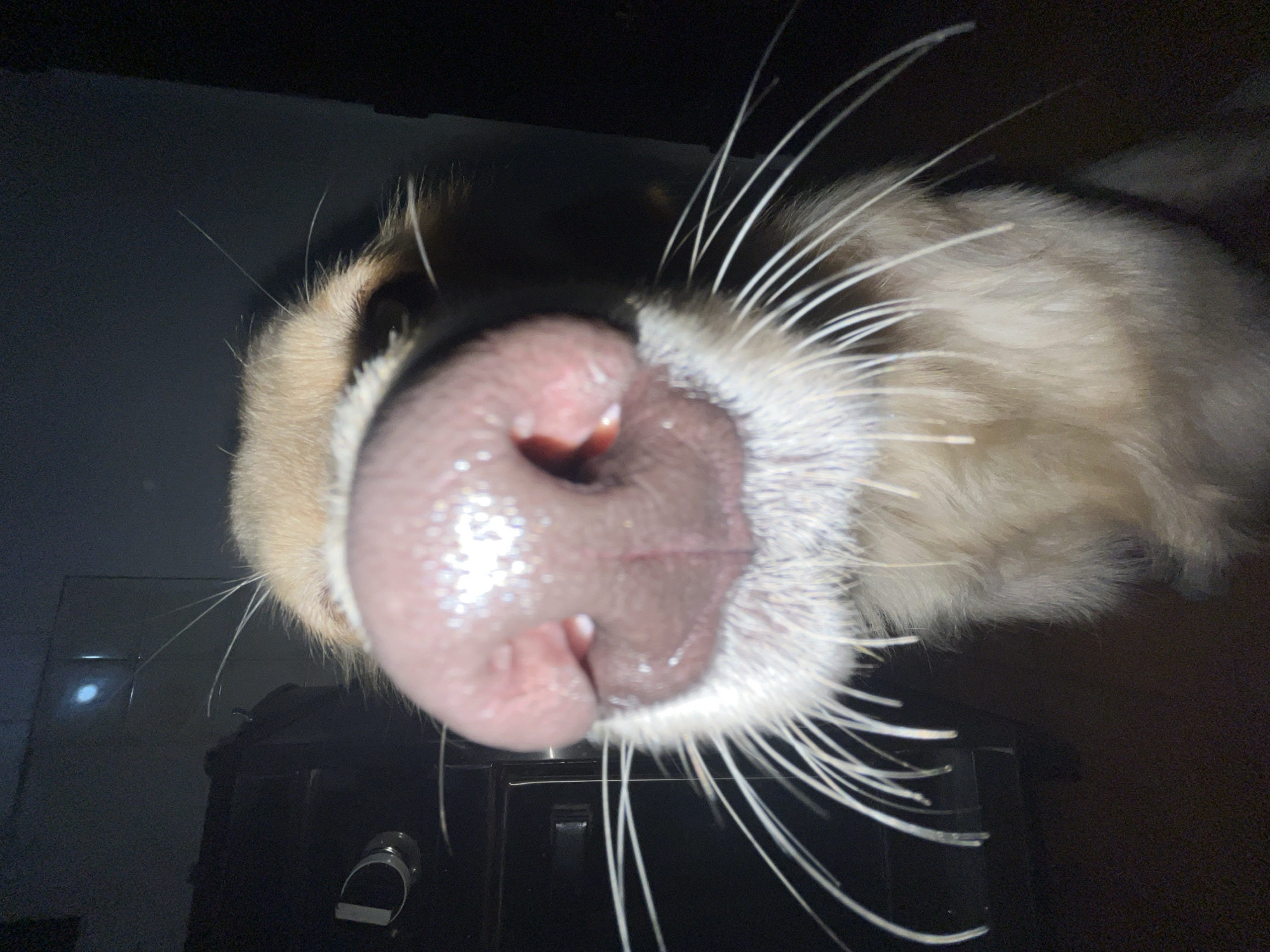 An extreme close-up, low-angle shot features the wet, pinkish-brown nose and muzzle of a dog with light, possibly golden or cream-colored, fur. The dog's long, prominent white whiskers splay out around its snout, some reflecting light. The nose shows detailed texture and is visibly moist. The perspective suggests the camera is positioned directly beneath the dog's snout, looking upwards.
The setting appears to be indoors, characterized by a dark background and a dark, somewhat reflective surface directly beneath the dog's chin. This surface shows subtle light reflections, including a distinct white circular reflection and a fainter reflection that resembles a person's head or torso, possibly the photographer. Part of a dark object, possibly a piece of furniture or an electronic device with a visible handle-like element, is also discernible in the lower portion of the frame. The low light conditions suggest it might be evening or night.
The dog appears curious, perhaps sniffing or looking down at the camera, conveying a sense of playfulness and intimacy. No text is visible in the image. While the location context is Buenos Aires, Argentina, there are no specific visual cues within the image to indicate this.