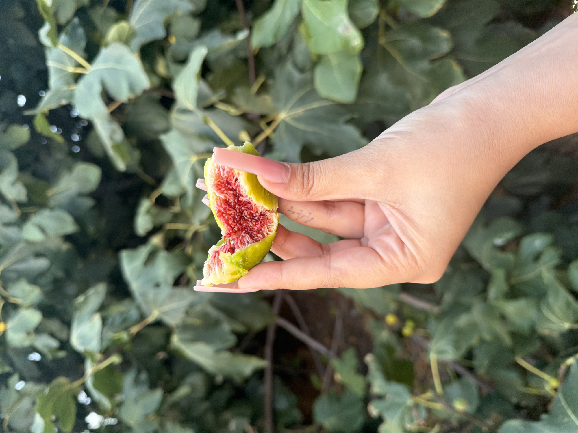A person's hand with long, light pink fingernails holds a halved fig, revealing its vibrant red interior filled with small seeds. The hand has a subtle tattoo on the wrist. The background consists of blurred green leaves of a fig tree, suggesting an outdoor setting possibly in Siazan, Azerbaijan, known for its fig cultivation.