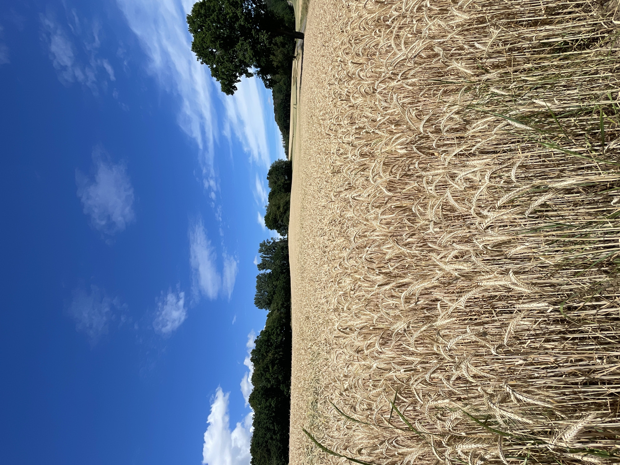 This is a high-angle, full-shot photograph of a ripe wheat field under a bright blue sky with scattered white clouds. The field, a warm golden-brown hue, dominates the right side of the image, its stalks appearing dense and ready for harvest. The wheat heads are clearly visible, giving a textured appearance to the vast expanse.
On the left side of the image, a line of dark green trees forms the border of the field, separating it from the sky. A large, mature deciduous tree with dark green foliage stands prominently in the upper left portion of the frame, its branches reaching towards the sky. The sky itself is a vibrant, clear blue, with streaks of thin, wispy white clouds moving across it, suggesting a breezy day.
The scene depicts a rural setting, likely a farm in Seigertshausen, Germany, during the late summer or early autumn, when wheat fields typically ripen. The bright sunlight and clear sky indicate fair weather, likely midday. There are no people or active events depicted, giving the image a sense of tranquility and natural beauty. The overall impression is one of abundance and the cycle of nature. No text is visible in the image.