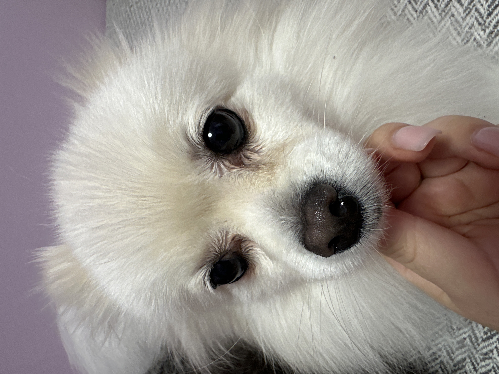 The image is a close-up, eye-level shot of a white Pomeranian dog's face. The dog's fur is fluffy and appears clean. Its eyes are dark and wide, with one eye showing a slight reflection. The dog's nose is dark and wet-looking. A human hand with light skin and light pink fingernails is gently touching the dog's muzzle, just below its nose. The background consists of a blurry, light purple wall and a textured grey surface, possibly a couch or blanket. There is no discernible information in the image that allows for the determination of its location in the city of Ufa, Russia.