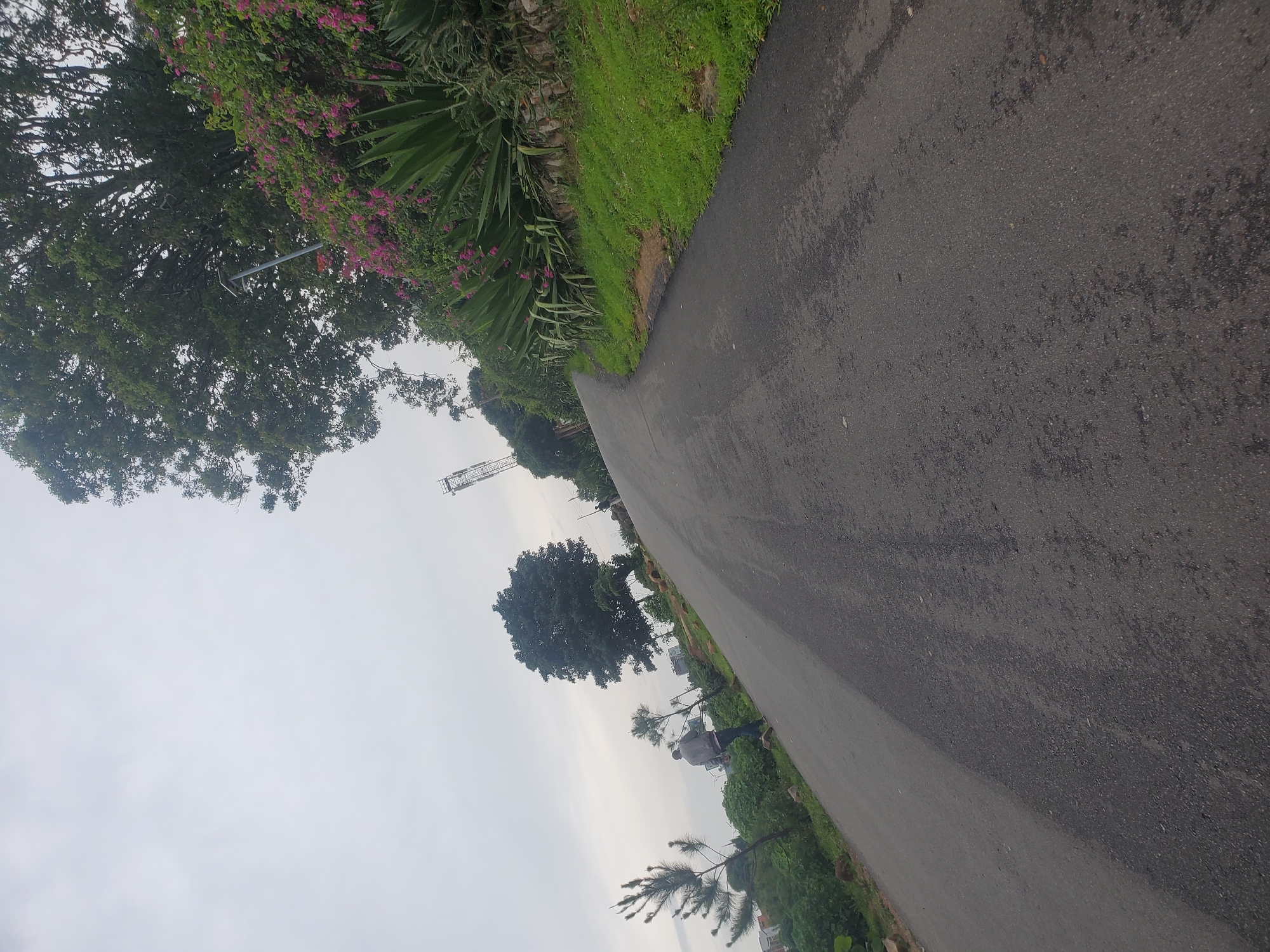 An upward-angled, wide shot captures a paved road winding through a lush, green landscape under a hazy, overcast sky. The road surface, appearing damp in patches, dominates the foreground and midground. On the right side of the road, a vibrant embankment is covered with dense green foliage and punctuated by clusters of bright pink flowers, likely bougainvillea, and tall, spiky agave plants. Further up the slope, a large, mature tree with dark green leaves stands prominently. On the left side of the road, the terrain is also covered in greenery, with several smaller trees, including a thin pine tree with needle-like leaves in the foreground. A solitary figure, a person wearing a grey jacket and dark pants, walks away from the camera on the left side of the road. In the background, a tall, slender telecommunications tower is visible against the muted sky. The overall impression is that of a scenic, potentially elevated road within a natural or semi-natural setting, possibly on the outskirts or within a greener district of Jos, Nigeria.
