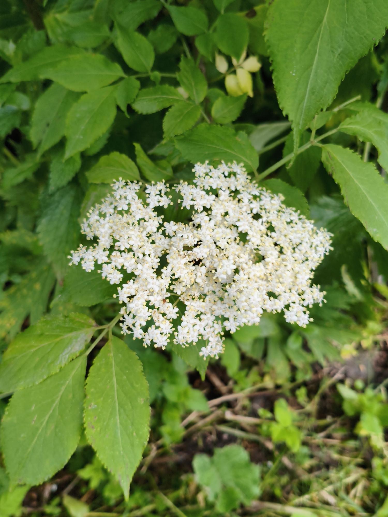 The image shows a cluster of small white flowers with yellow centers, possibly elderflowers, blooming amongst green foliage. The flowers are in the foreground, with the green leaves and some indistinct yellow-green leaves forming the background. The overall impression is of a natural, outdoor scene, likely in a garden or wild area. The location is specified as Gusyra, Russia, suggesting a temperate climate where such flowers would bloom. The image is a close-up shot, focusing on the detail of the flowers and surrounding leaves.