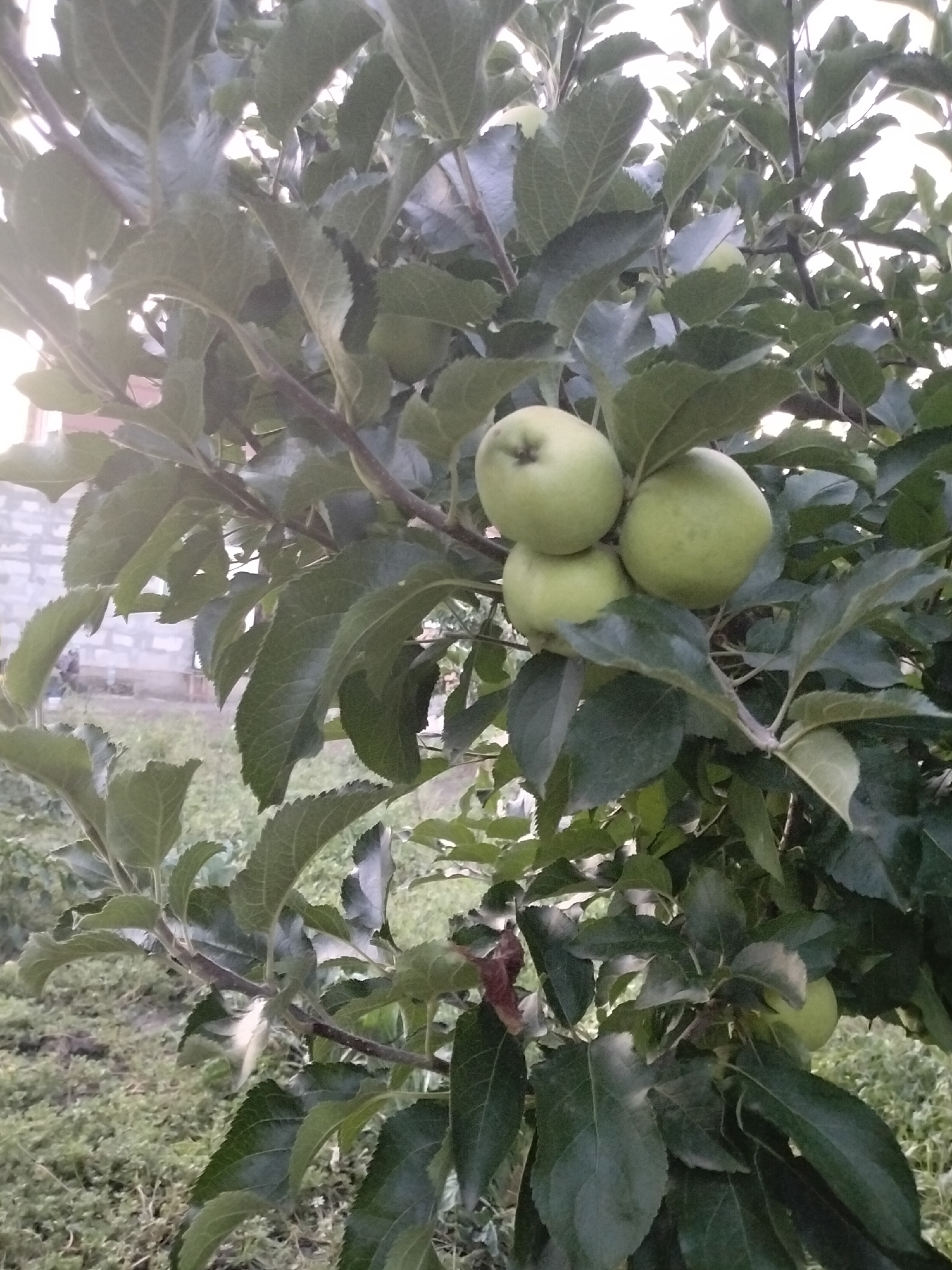 A close-up, medium shot captures an apple tree branch laden with several light green apples. The apples are clustered together, with three prominently visible in the upper right portion of the frame, and another pair to their left. The leaves of the tree are a deep green, some appearing slightly wilted. The background reveals a blurry view of what appears to be a residential area, with a light-colored brick structure visible on the left side, and a grassy, overgrown area. The lighting suggests it is daytime, possibly overcast or late afternoon. The image is taken outdoors, likely in a garden or orchard setting. There are no people or animals present. The location is identified as Nizhnedonskoy, Russia.
