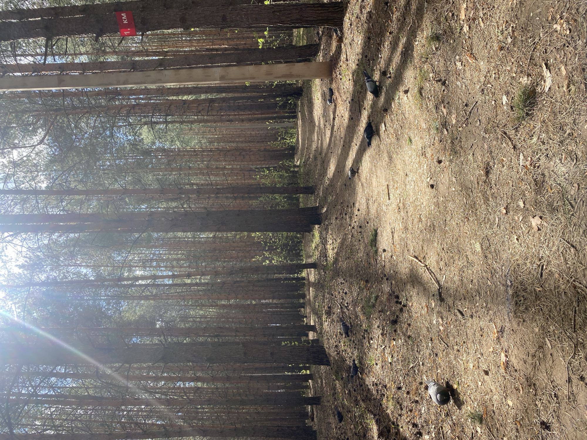 The image shows a path through a pine forest, likely located in or near the city of Chaikovsky, Russia, given the presence of typical Russian pine trees. The path is covered in pine needles and dirt. Several pigeons are present on the path and in the surrounding area. The trees are densely packed. Sunlight filters through the trees, creating strong contrasts of light and shadow. A red marker, indicating "1 KM," is visible near the top left of the image. There is a wooden barrier visible horizontally.