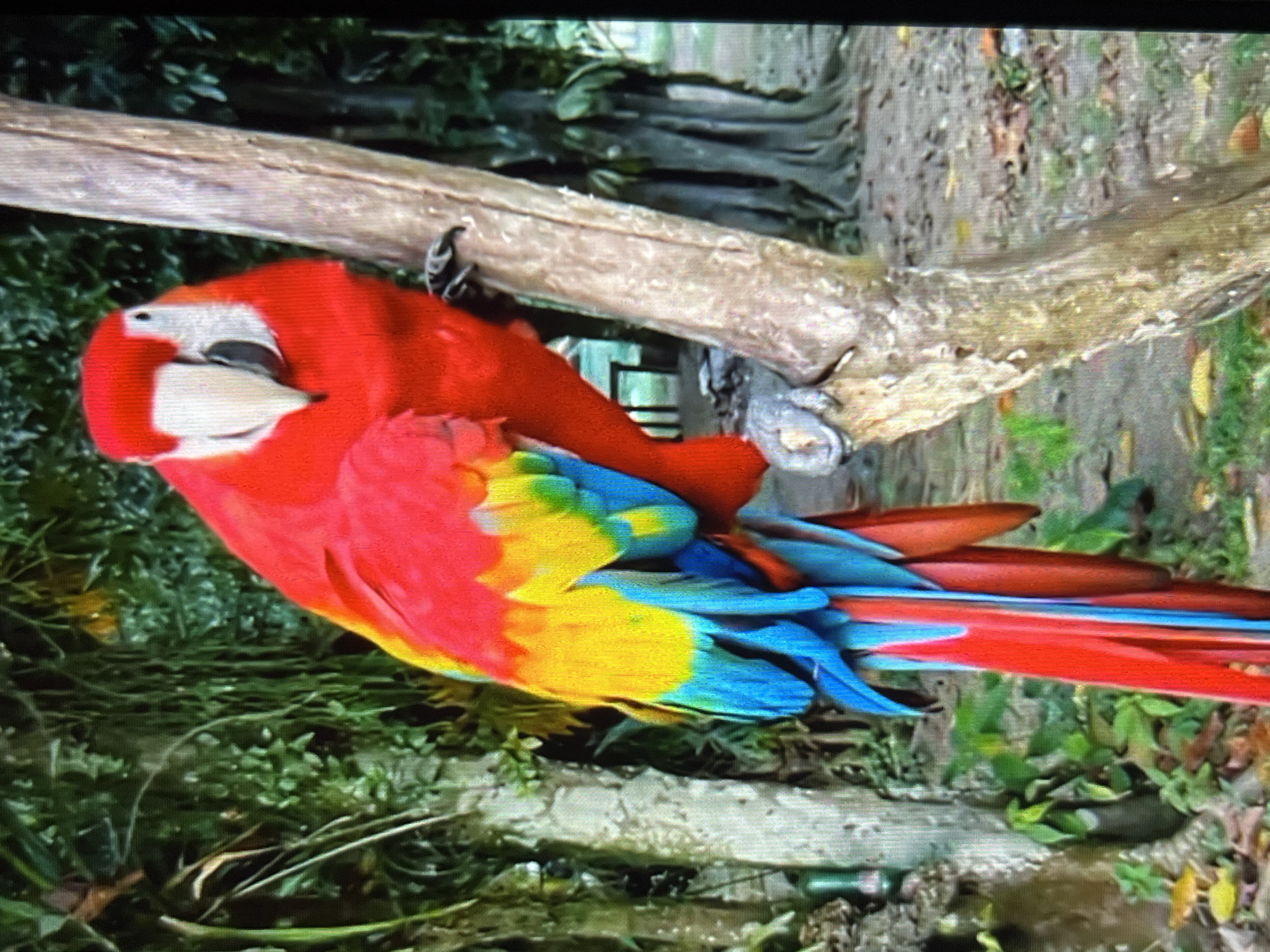 A Scarlet Macaw (Ara macao) is depicted perched on a vertical tree trunk in Tinaquillo, Venezuela. The macaw faces slightly towards the viewer, showcasing its brilliant red plumage covering its head and body. Its wings display a distinct coloration pattern, transitioning from red to vibrant yellow, then light blue, and finally dark blue primary feathers. The tail feathers are long, predominantly red with blue edging. The bird's face features a white, featherless patch with fine black lines, a dark eye, and a prominent bi-colored beak with a pale upper mandible and a darker lower mandible. Its dark talons are firmly gripping the rough, light brown bark of the tree trunk. The background consists of dense, lush green tropical foliage and various trees, suggesting a natural, verdant environment. The ground visible at the base of the tree and to the right is composed of dry earth, scattered brown and yellow leaves, and sparse green vegetation. Another tree trunk is partially visible on the far left, with indistinct larger tree trunks in the distant background. The scene is illuminated by natural daylight.