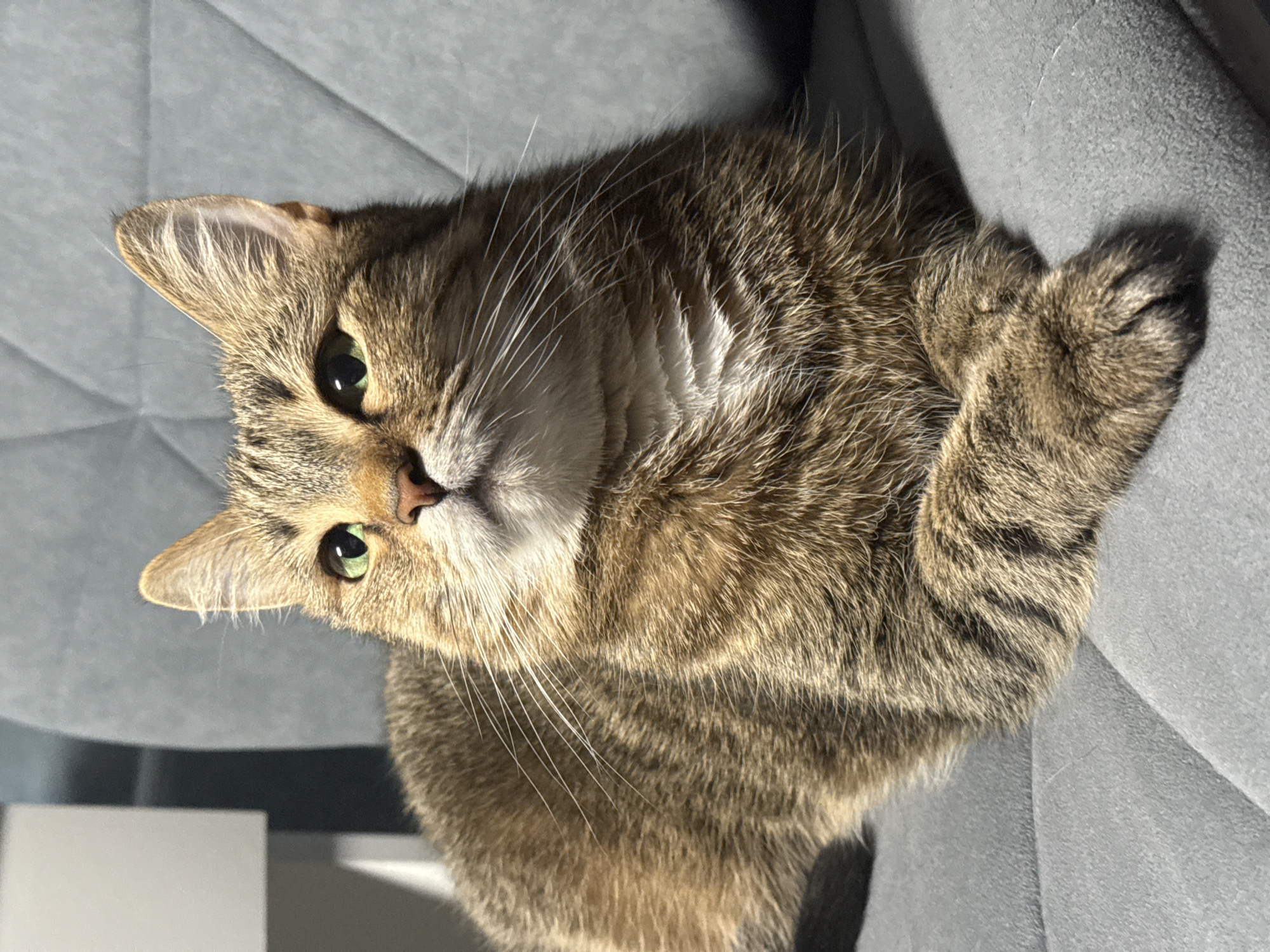 A cat is shown in close-up. The cat is brown tabby, with black stripes and green eyes. It is sitting on a gray upholstered chair or sofa. The background is blurred, but appears to be an interior. The location in the city of Chaikovsky, Russia is not evident from the image.