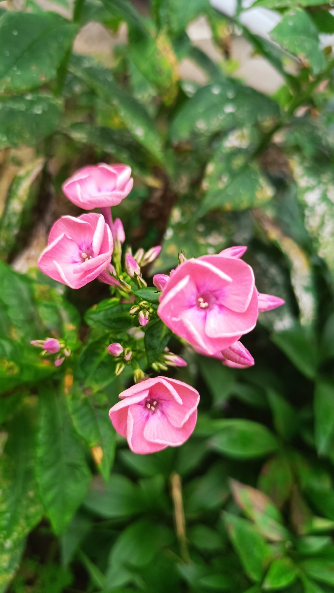 A cluster of bright pink flowers with white stripes on their petals is in full bloom. The flowers are arranged on a green stem, surrounded by lush green foliage. The background is softly blurred, with hints of brown and lighter green, suggesting a natural outdoor setting. There are no people or man-made structures visible in the image. The scene is likely in the city of Karsha, Russia, though this cannot be definitively confirmed from the image alone.