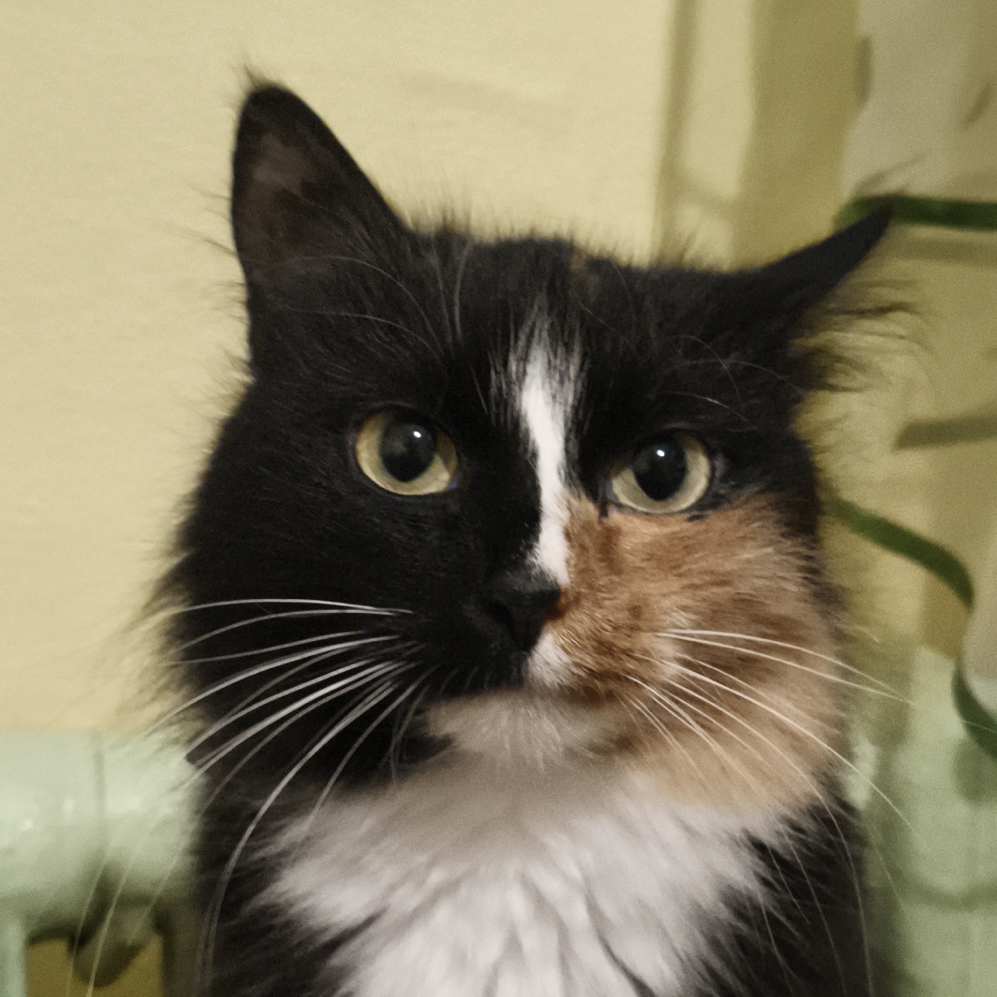 A close-up of a calico cat with a black, white, and orange fur pattern is facing forward. The cat's eyes are yellowish-green, and its whiskers are white. The background is a muted yellow and green, possibly a wall and plant foliage. There is no information about the location in the city of Chaikovsky, Russia.