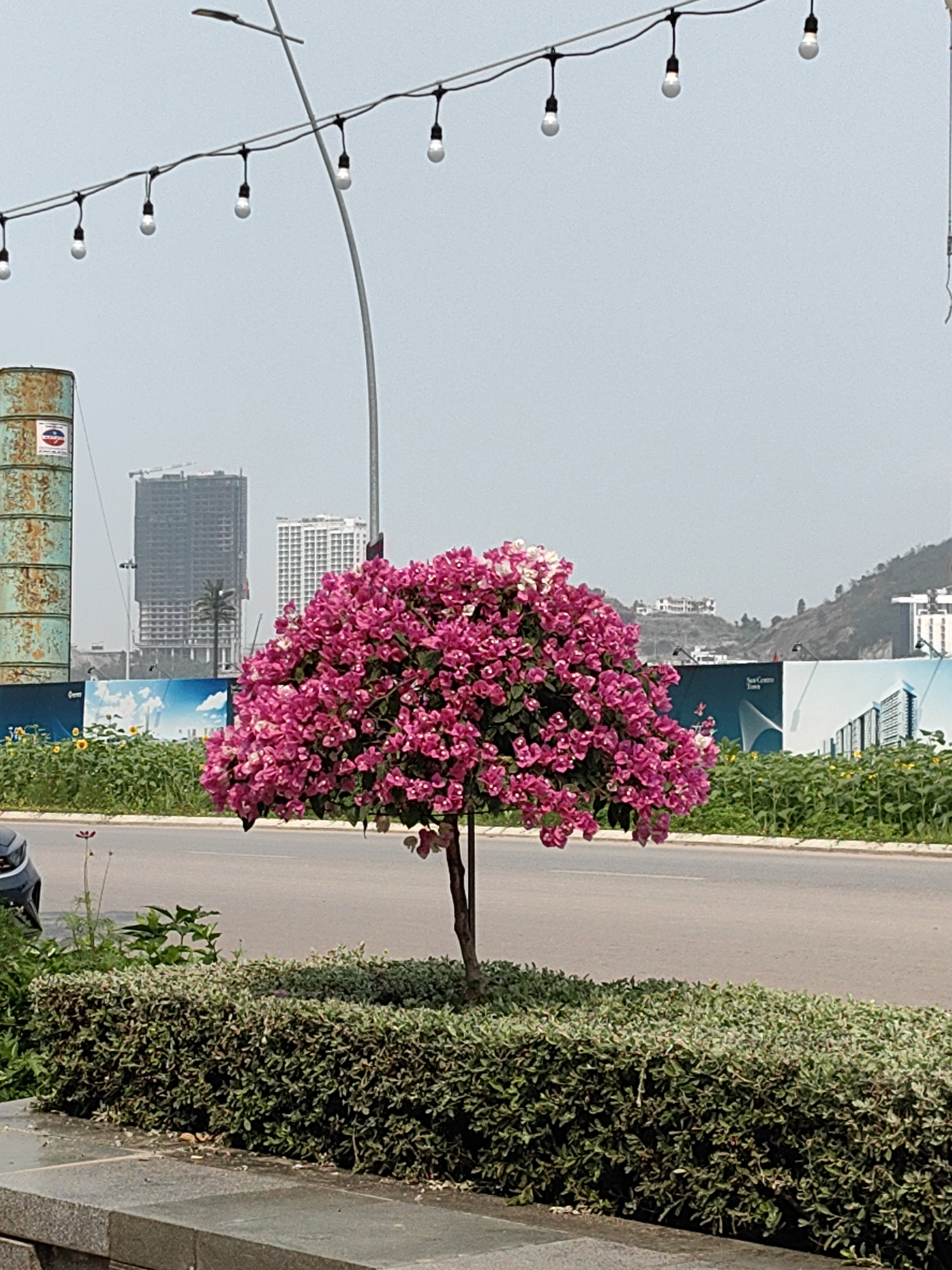 The image captures a vibrant pink bougainvillea bush situated on a median strip of a paved road in Bai Chay Ward, Vietnam. In the background, various buildings are visible, including an unfinished construction tower and several mid-rise structures. A series of decorative string lights is suspended above the scene. To the left is a tall, weathered cylindrical tank. A billboard featuring images of modern architecture and the text "Sun Centre Town" stretches behind the bougainvillea. A green hedge borders the sidewalk. A portion of a car is visible in the lower left. The sky is overcast.