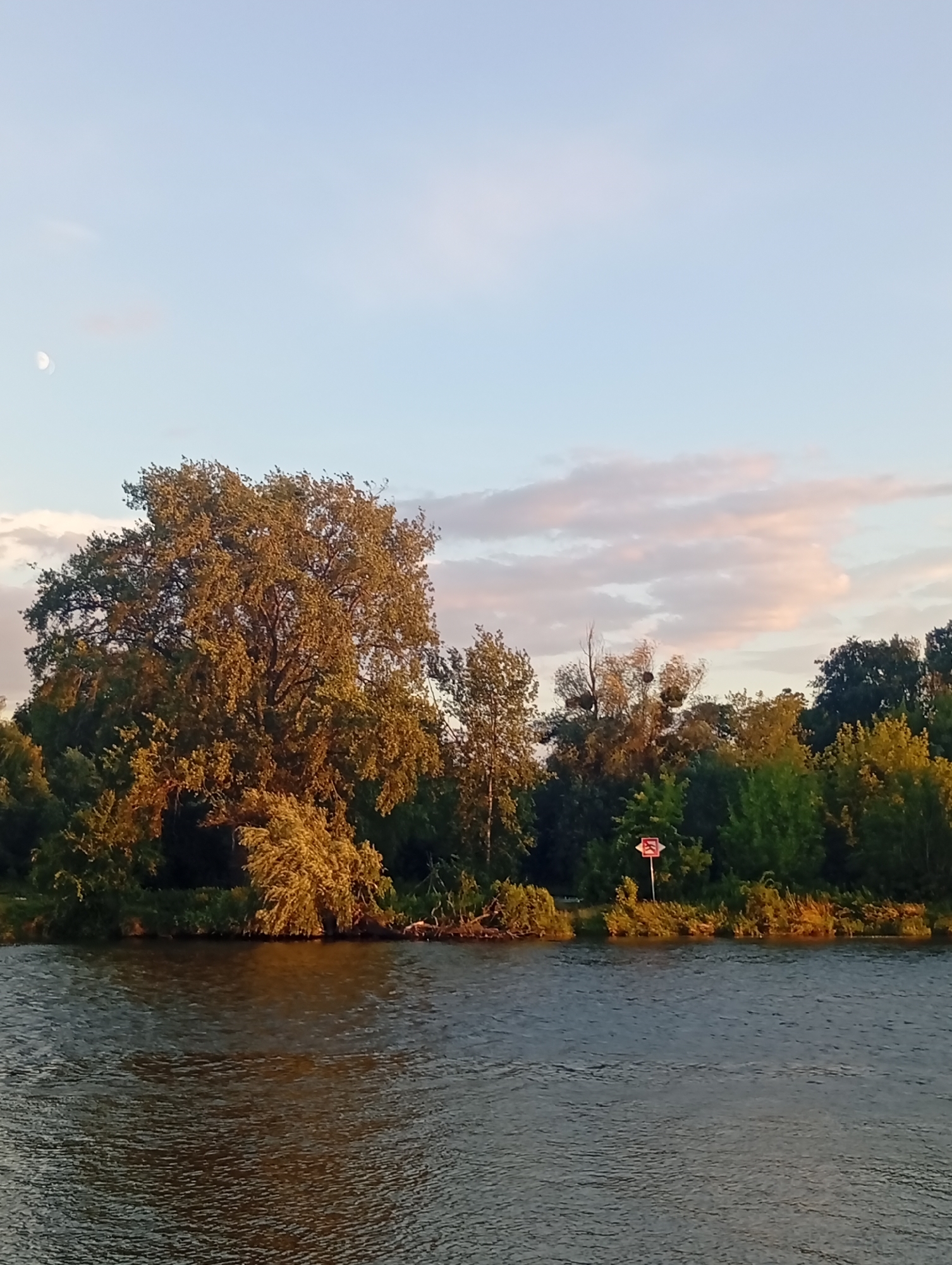 The image depicts a wide, calm river with ripples reflecting the late afternoon or early evening sky. The sky is a pale blue with scattered, soft pink and white clouds, and a faint sliver of the moon is visible in the upper left quadrant. Along the far bank of the river, a dense line of trees forms a natural barrier. The dominant feature in the tree line is a large, mature deciduous tree with a full canopy of green and golden-hued leaves, illuminated by the low sun. Behind this large tree and further along the bank, other trees with varying shades of green and some bare branches are visible. On the far bank, a small red and white sign is placed on a pole amidst the foliage, indicating a specific location or warning. The overall scene is tranquil and natural, suggesting an area on the outskirts or a green space within a city. Given the iconic river and the presence of lush greenery, this scene is likely located along the Odra River in Wrocław, Poland, possibly near one of its many islands or parks, such as Kępa Mieszczańska or the area around the Sky Tower, which is known for its proximity to the river and green spaces.
