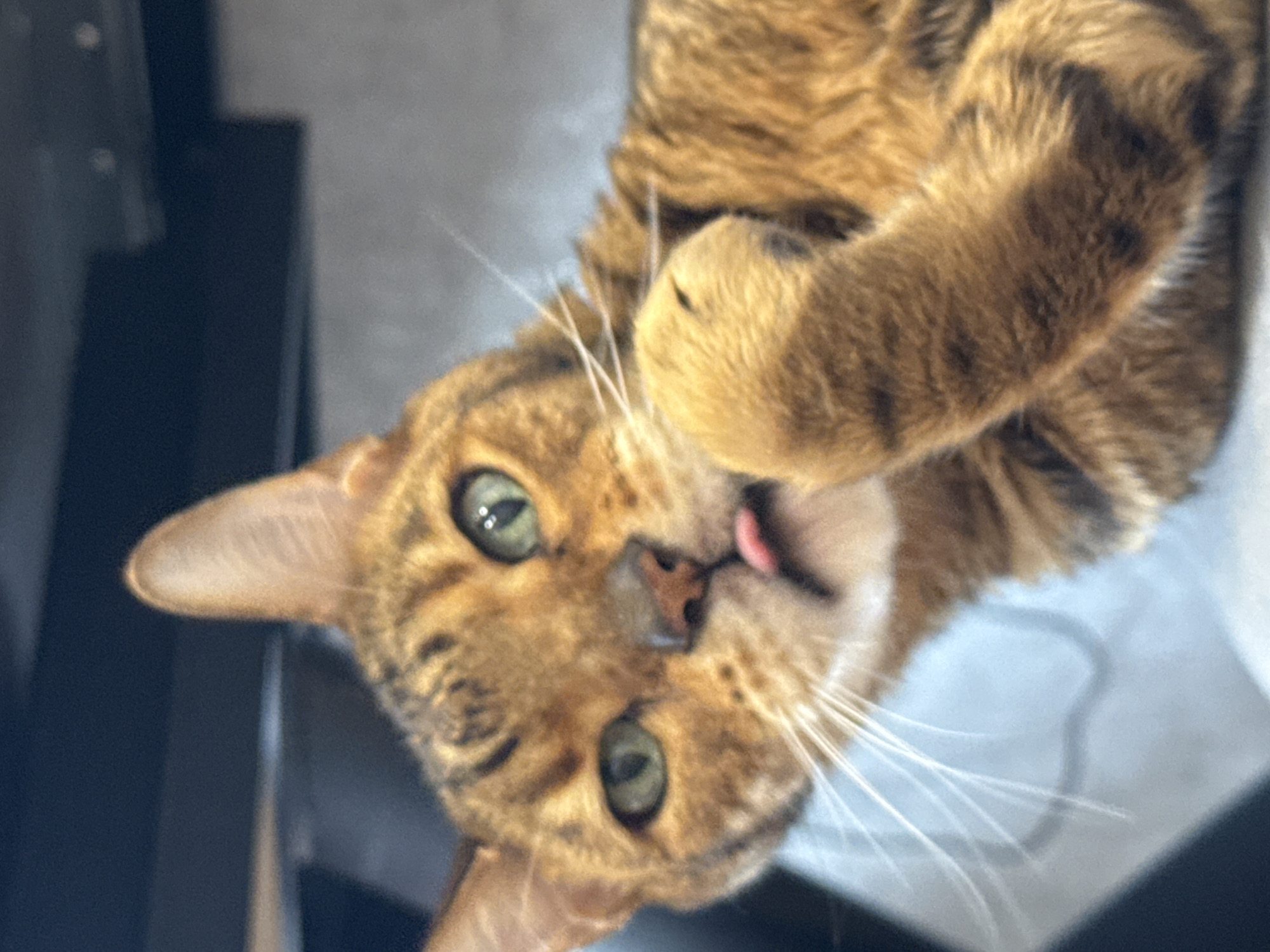 A close-up, slightly rotated image shows a Bengal cat with green eyes. The cat is lying on its back, with one paw raised near its face. A small portion of its tongue is visible. The background is blurry, revealing a dark object on the left and a light-colored surface on the right. The location is Unknown, Unknown.