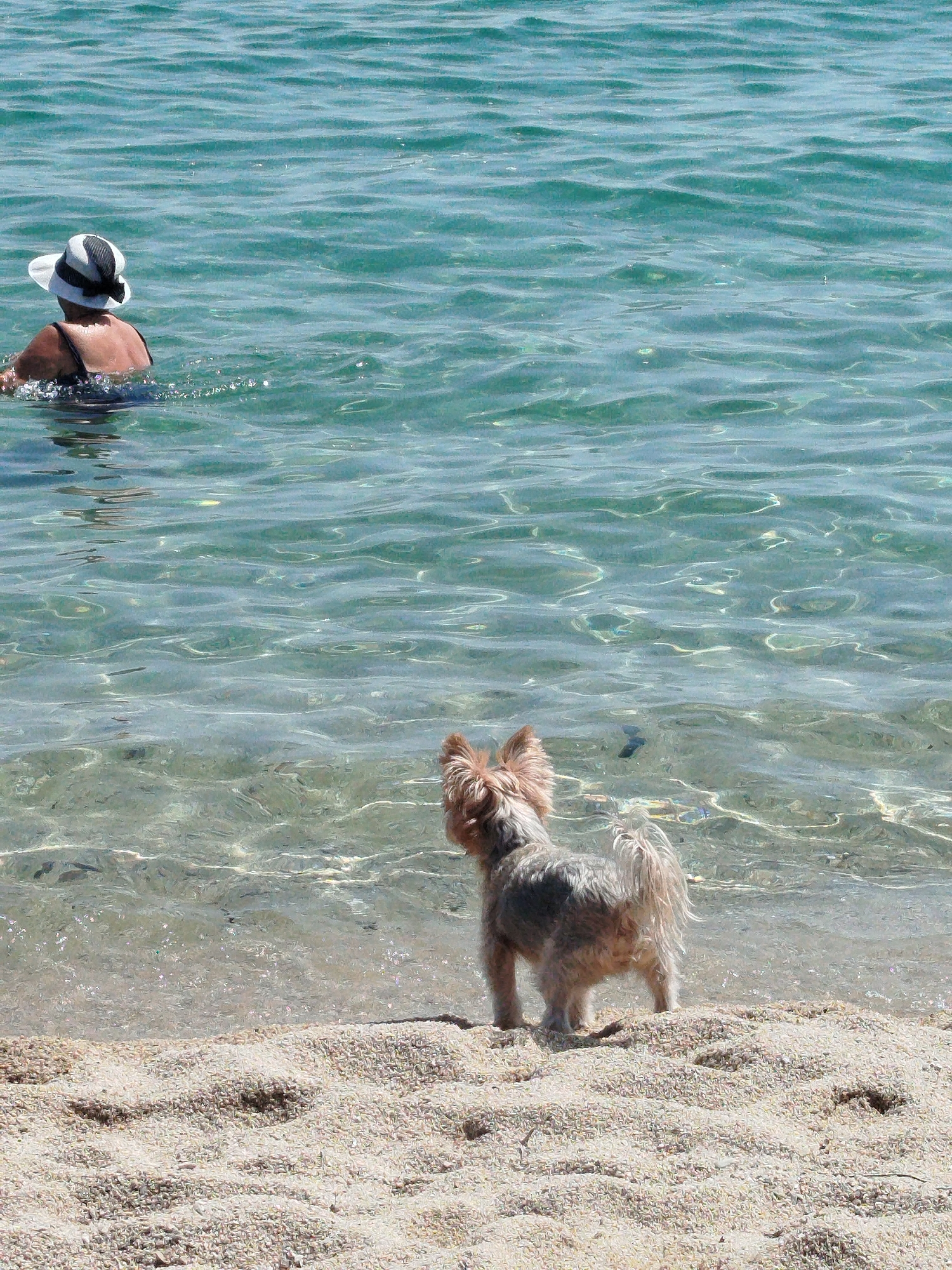 A person wearing a black swimsuit and a black and white striped hat is in the turquoise water of the Aegean Sea. The person is facing away from the camera, with their back to the viewer. The water is clear and shallow, allowing the sandy seabed to be visible. A small, light brown and grey dog with a fluffy tail stands on the sandy beach, looking out at the water. The dog is positioned in the foreground, with the sea and the person in the background. The scene appears to be a sunny day at a beach in Sithonia, Greece.