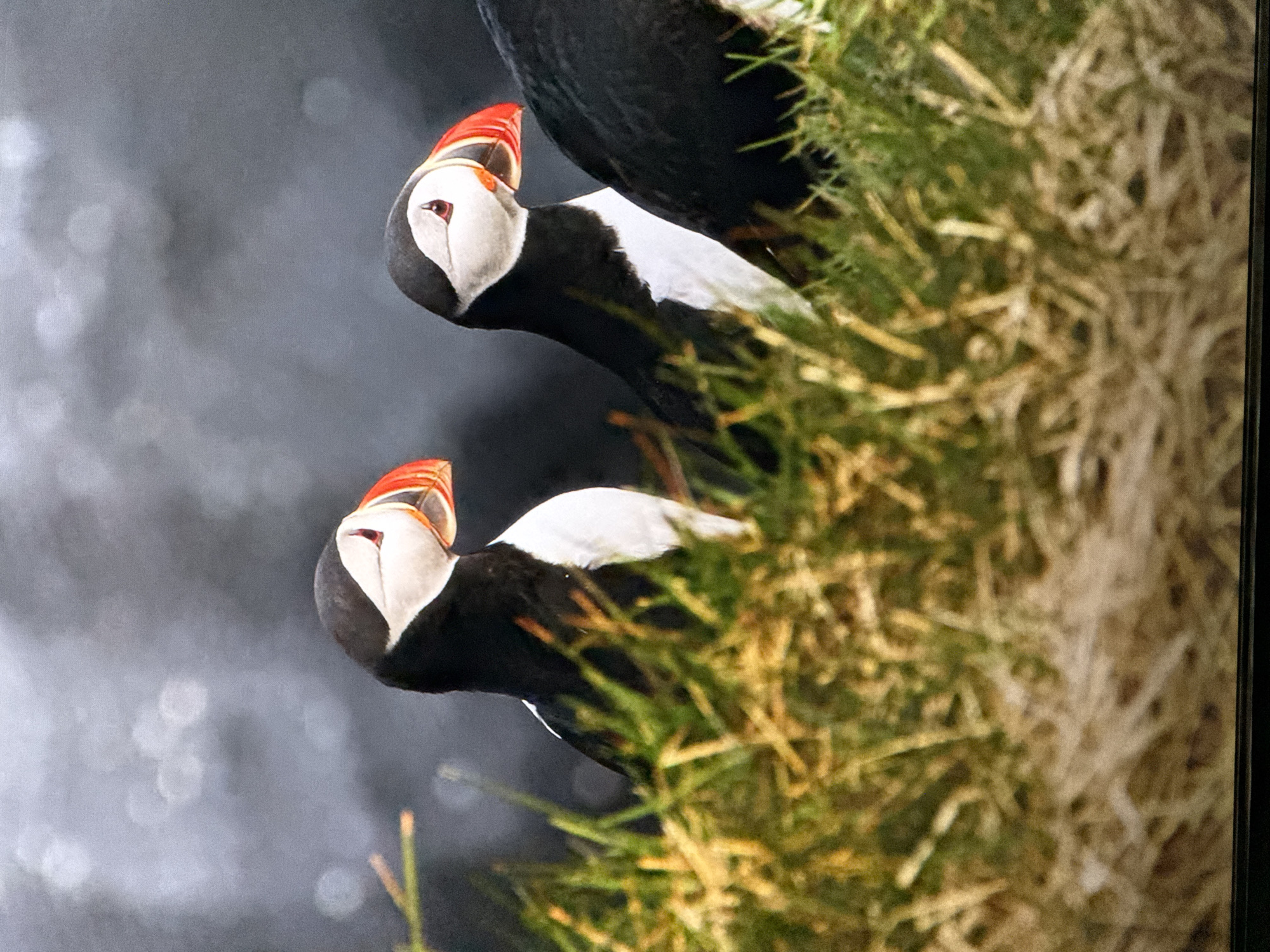 The image displays two Atlantic Puffins perched amidst tall green and brown grasses, with a blurred dark background suggesting a natural cliffside or rocky outcrop. The puffins, characterized by their distinctive black and white plumage and colorful beaks, are the primary subjects. One puffin is positioned in the foreground, facing left, while the other is slightly behind and to the right, also facing left. The overall lighting is bright, highlighting the textures of the grass and the details of the birds. There is no visible indication of the city of Saratov, Russia, or any urban elements in the scene.