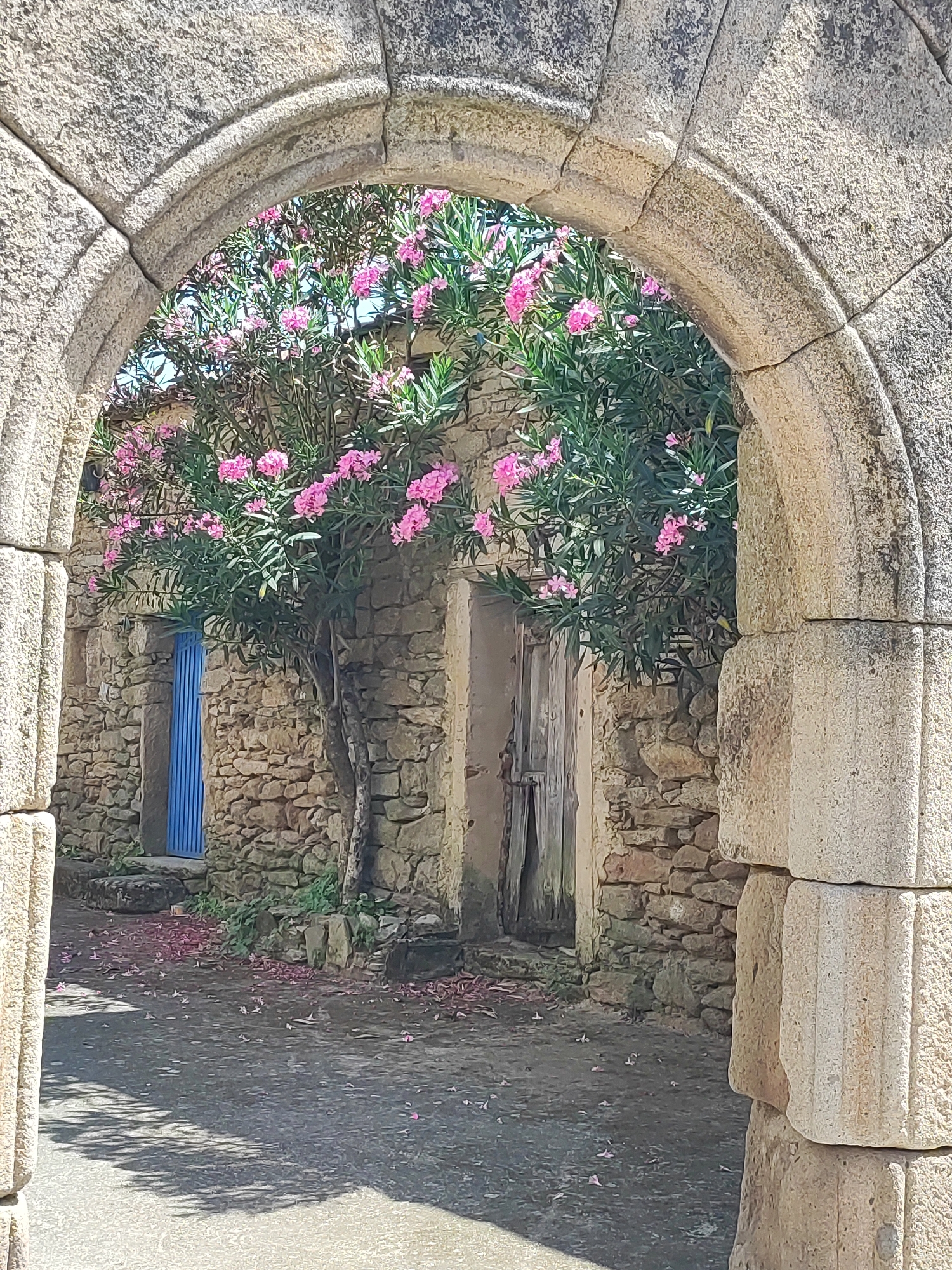 This image shows an arched stone passageway looking into a courtyard in the town of Sobradillo, Spain. The courtyard features a stone building with a bright blue door on the left and a weathered wooden door on the right. A tree with abundant pink flowers is blooming in the center of the courtyard. The ground is paved and scattered with fallen pink petals. Sunlight casts shadows on the ground from the archway. The stone construction suggests an old building, possibly a historic part of the town. There are no people or animals visible in the scene.