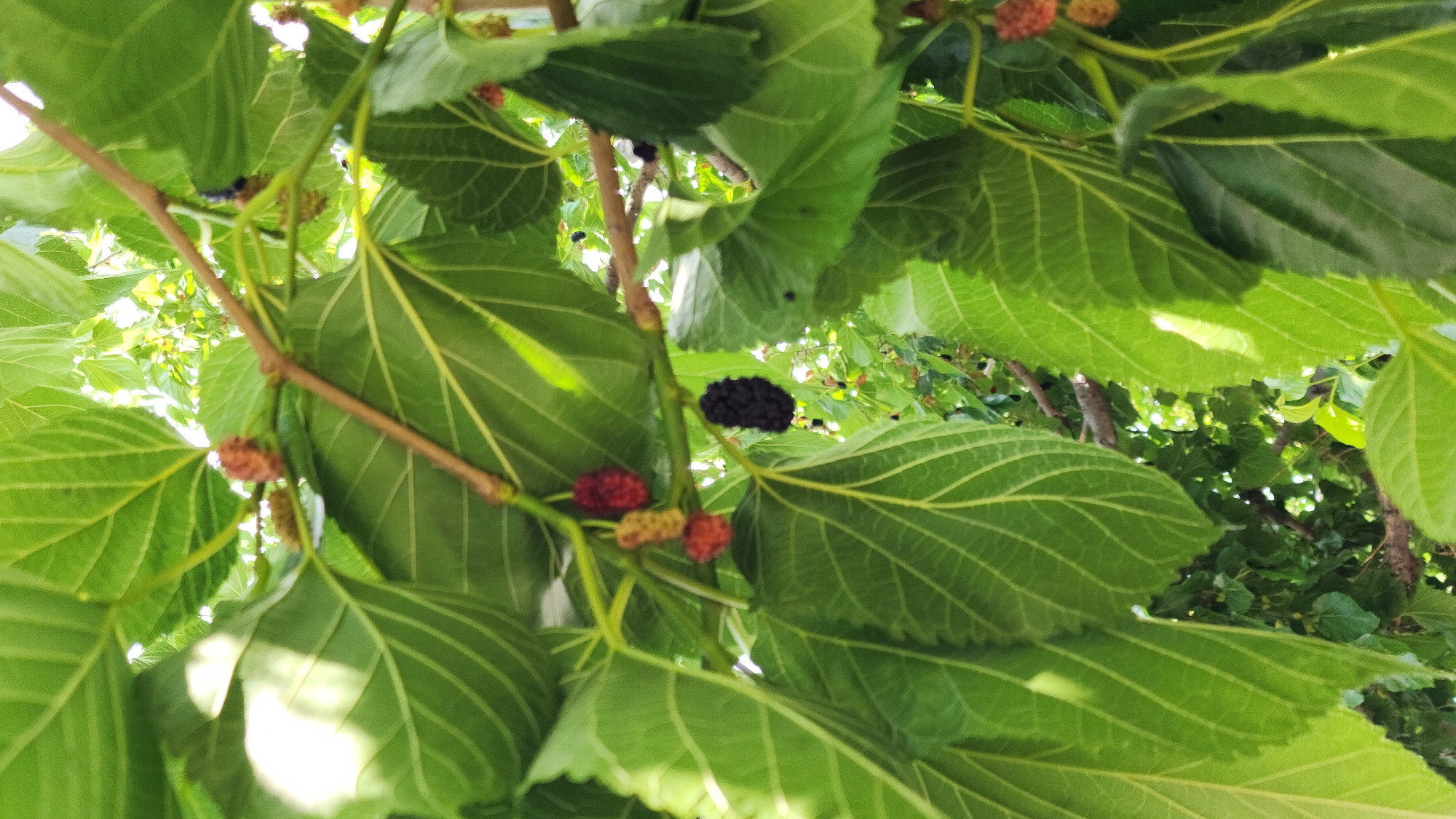 An image taken from below shows a mulberry tree with ripe and unripe mulberries hanging from its branches. The leaves are a vibrant green, and some have sunlight shining through them, creating bright spots. There are several mulberries visible, ranging in color from light brown and red (indicating they are still ripening) to deep black (indicating ripeness). The branches are brown and woody. The background is filled with more green leaves and some dappled sunlight, suggesting an outdoor setting. The image quality is moderate, with some areas appearing slightly out of focus. The scene appears to be a natural, outdoor environment, possibly a garden or park, in Yerevan, Armenia.