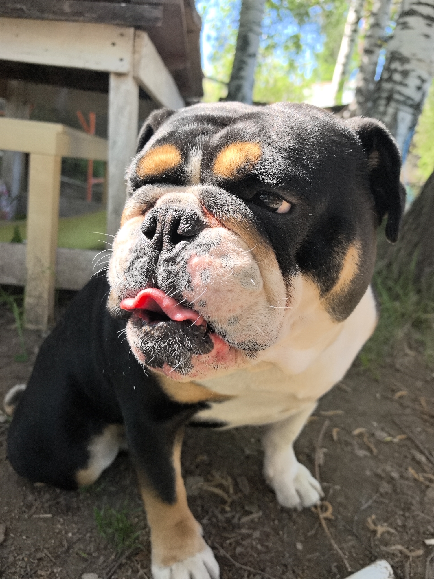 A bulldog with black and tan markings, and a white chest and paws, is sitting on the ground with its tongue sticking out. The ground is covered in dirt and small bits of debris. A wooden structure is visible in the background, along with birch trees and a blue sky.