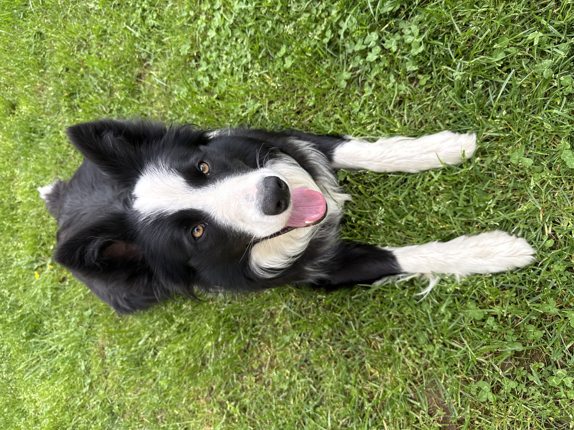 A black and white Border Collie dog lies on a lawn of green grass and clovers. The dog is positioned in the center of the frame, facing upwards towards the camera. Its head is tilted slightly, with an open mouth and pink tongue visible. The dog's forelegs are extended in front of it. The dog has dark, expressive eyes. The background is a dense covering of grass and clovers. The photo gives no evidence of the city of Berkovitsa, Bulgaria.