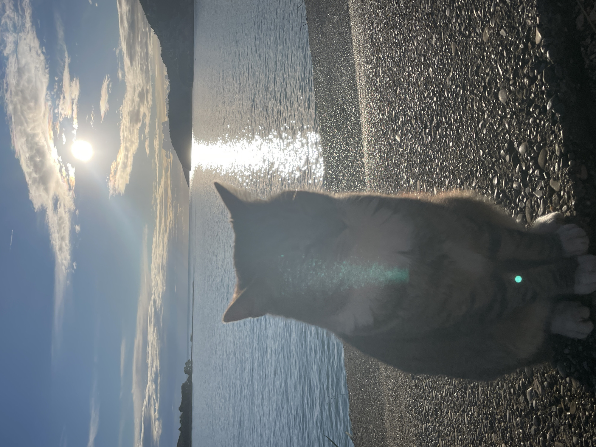 The image presents a front-facing view of a domestic tabby cat, primarily dark brown and grey with visible white paws, seated on a dark, coarse pebbled surface. The cat is positioned in the foreground and appears heavily backlit by a low sun, resulting in obscured facial features and prominent lens flares, including a vertical green streak and a circular green dot across its body.
Beyond the cat, a calm body of water, identified as the Adriatic Sea in Budva Bay, Montenegro, extends to the horizon. The water exhibits gentle ripples and a prominent, elongated column of bright, shimmering sunlight reflecting from the sun.
In the background, the sky is partly cloudy with scattered white and grey clouds. The sun is a brilliant, circular orb, partially obscured by clouds, located in the upper right quadrant of the frame, indicating either sunrise or sunset. To the left, a low-lying, vegetated landmass, possibly Sveti Nikola island or a small peninsula, is visible. To the right, a larger, dark hillside with indistinct structures, characteristic of coastal development, slopes down towards the water. The overall environment depicts a coastal scene with natural elements and distant urban integration.