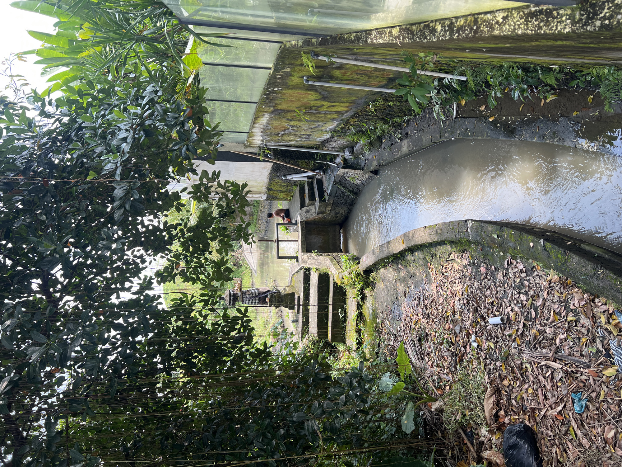 The image depicts an outdoor scene in Buduk, Indonesia, featuring a narrow concrete channel carrying murky water. The channel is lined with moss-covered concrete walls. A set of concrete steps leads down to a small platform above the water level, where a shirtless individual is seated. Vegetation, including trees and plants, obscures parts of the scene. The ground is covered in fallen leaves and debris. A structure with a glass wall runs parallel to the channel, casting reflections. The lighting is soft and diffused. A black garbage bag is visible in the foreground.