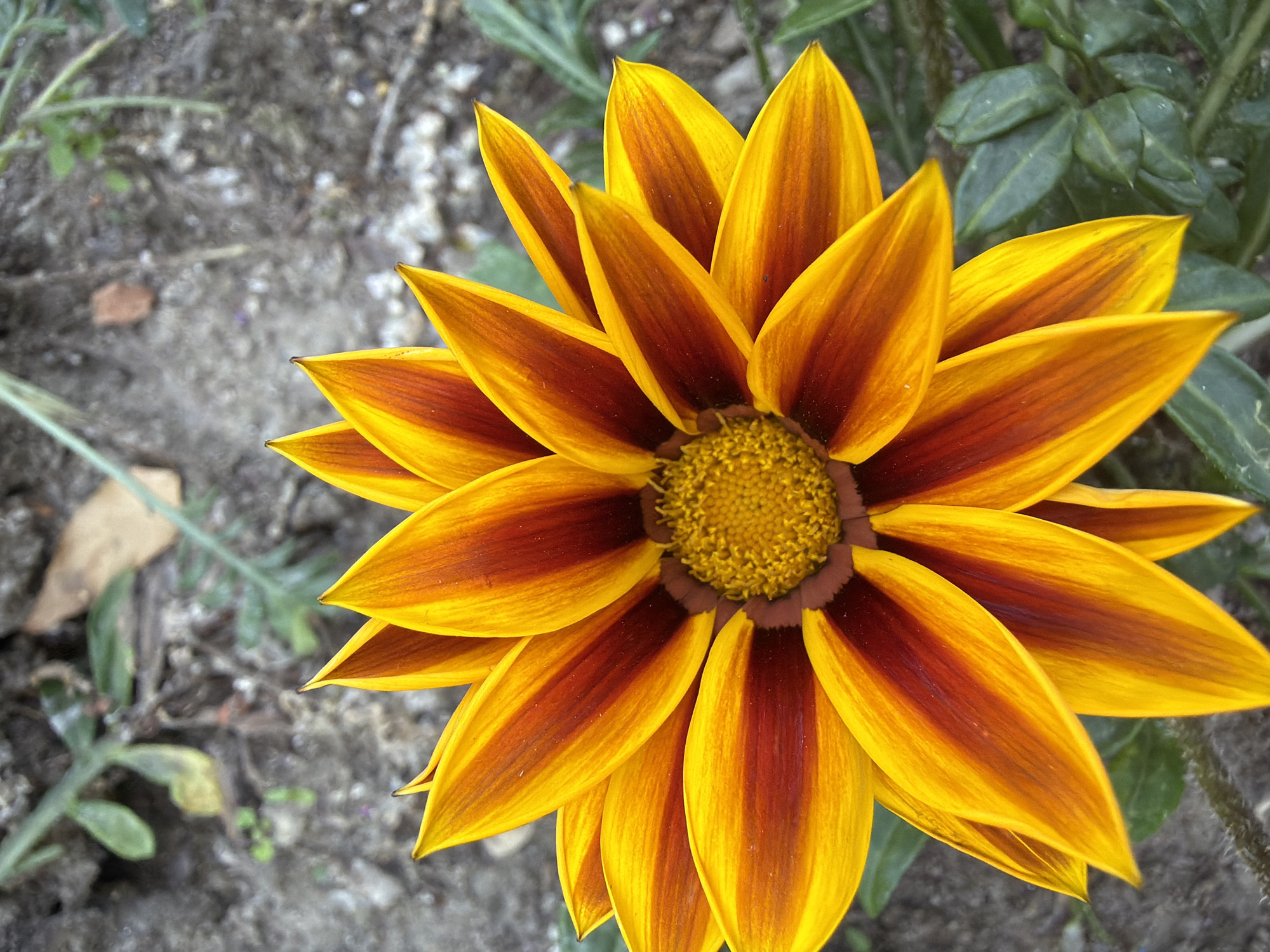 A close-up, high-angle shot captures a vibrant Gazania flower in bloom, its petals transitioning from a deep reddish-orange at the base to a bright yellow at the tips, with distinct dark maroon stripes along the center of each petal. The flower's central disc is a textured, golden-yellow. The background consists of dry, greyish-brown soil with scattered small pebbles and blurred green foliage. The scene appears to be an outdoor garden or natural setting. There are no people or animals visible in the image. The image was taken in the city of Pazardzhik, Bulgaria.