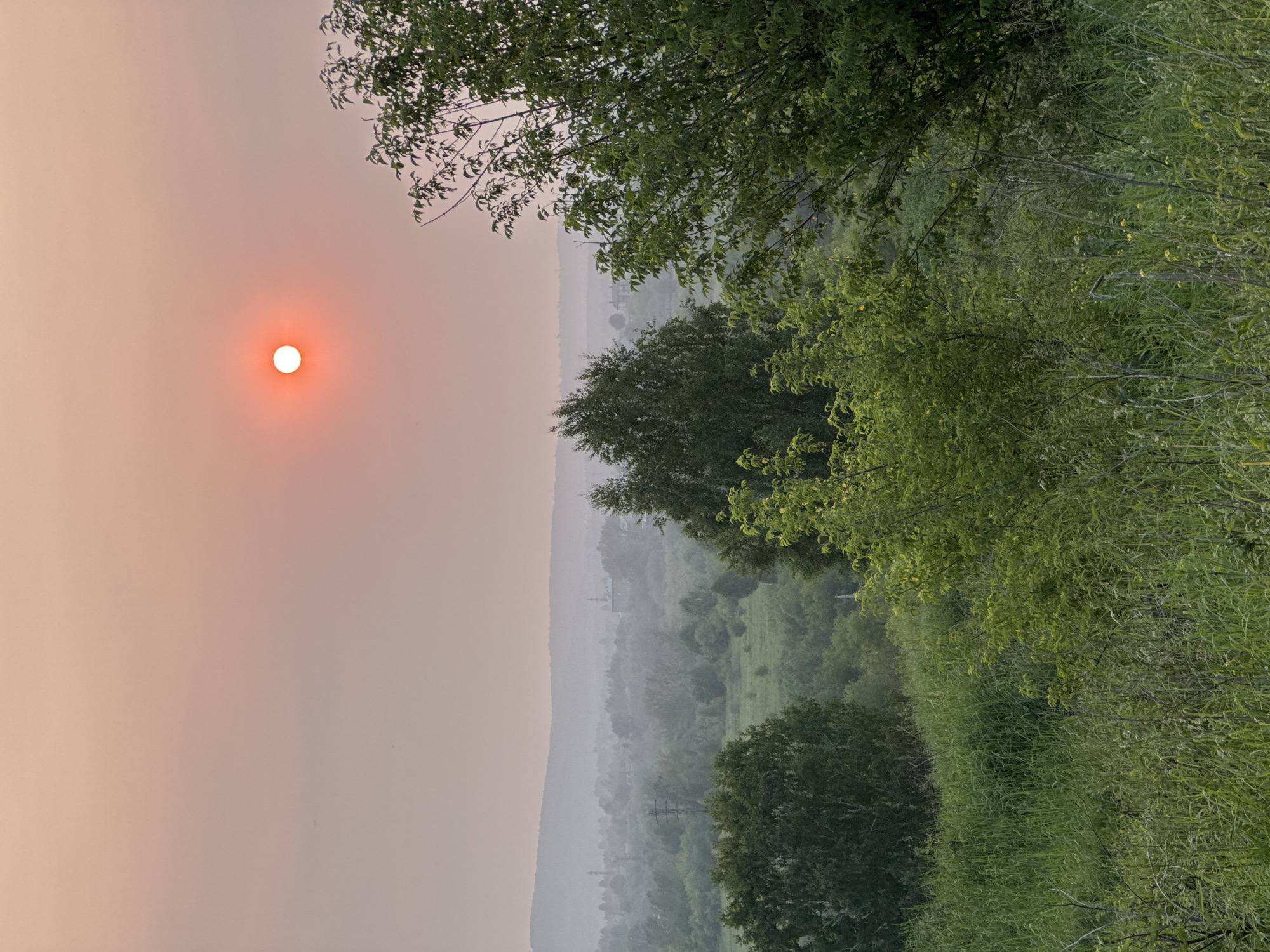 The image depicts a hazy sunset over a rural landscape with rolling hills and scattered vegetation. The sun, a bright orange disk, is partially obscured by atmospheric haze, casting a warm glow over the scene. In the foreground, tall grass and green bushes dominate, with a large tree on the right side of the frame. In the midground, more trees and fields are visible, with some structures and power lines suggesting human habitation. The background consists of distant hills shrouded in mist. The overall impression is one of a serene, natural setting bathed in the soft light of a setting sun. The location is identified as Prokopyevsk, Russia.