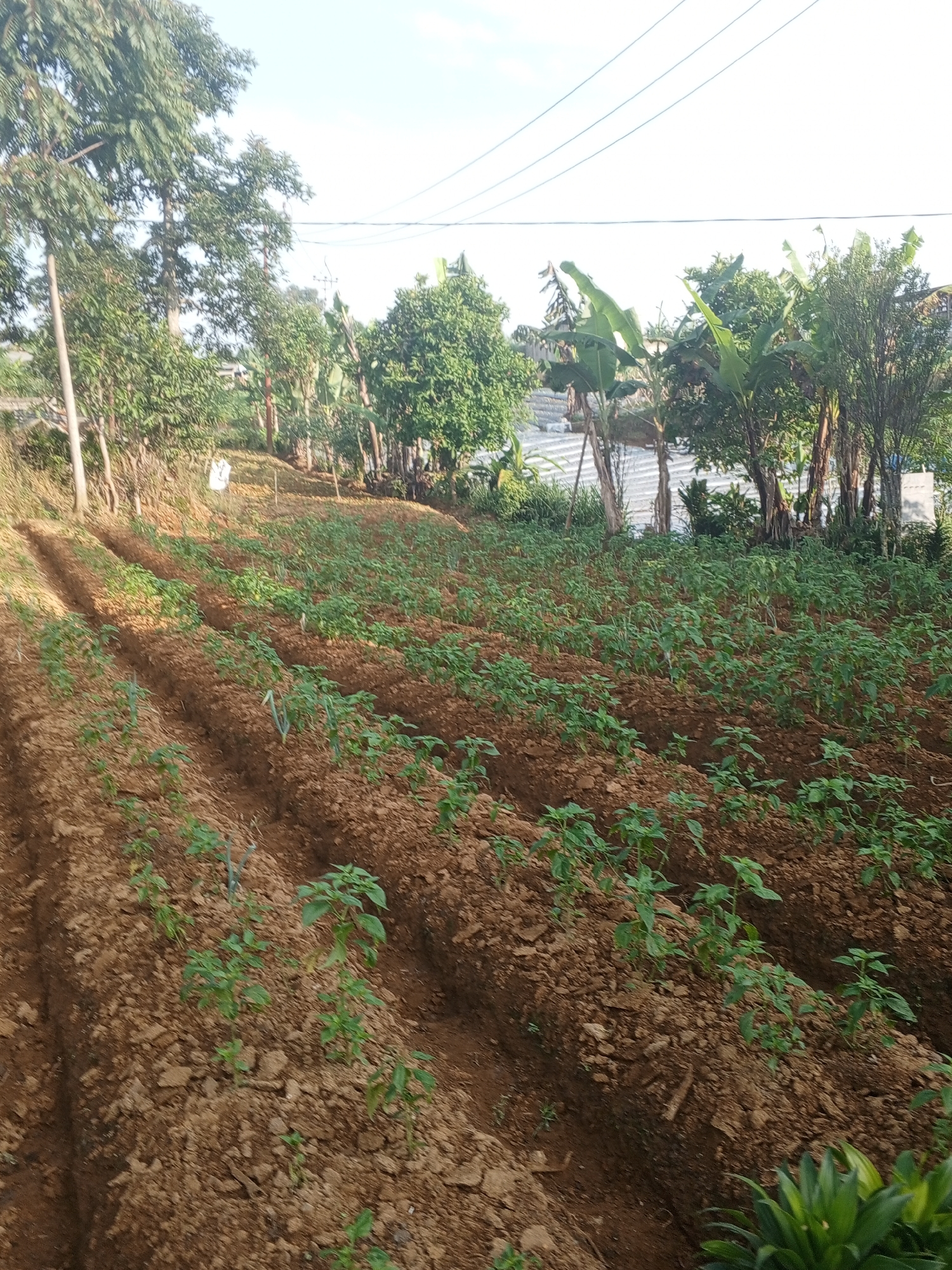 This image captures a vibrant agricultural scene in Weddagala, Sri Lanka, under bright daylight. The main subject is a sloped field, meticulously cultivated with numerous parallel rows of young, green leafy plants, likely vegetables such as chili plants or other small crops, planted in rich, brown, tilled soil. Scattered among these rows, particularly in the middle left, are a few taller, slender green plants, possibly spring onions or similar.
The background is rich with diverse tropical flora, including tall trees with dense canopies on the left, and several banana plants with their characteristic large leaves on the right. Above, thin power lines stretch across a clear, bright sky, indicating sunny weather. A small, white object, resembling a bag, is visible on the distant slope amidst the trees. Further to the right, a white tarpaulin or covering is seen, possibly over another cultivated area or a small structure. In the immediate foreground, at the bottom right, a cluster of green, spiky-leafed plants, possibly pineapples, is partially visible.
No people are present in the frame, suggesting a peaceful moment on the farm. The neatly organized rows and young growth indicate ongoing agricultural activity and a recent planting cycle. The terraced appearance of the field suggests adaptation to the sloped terrain common in such regions. There is no visible text.