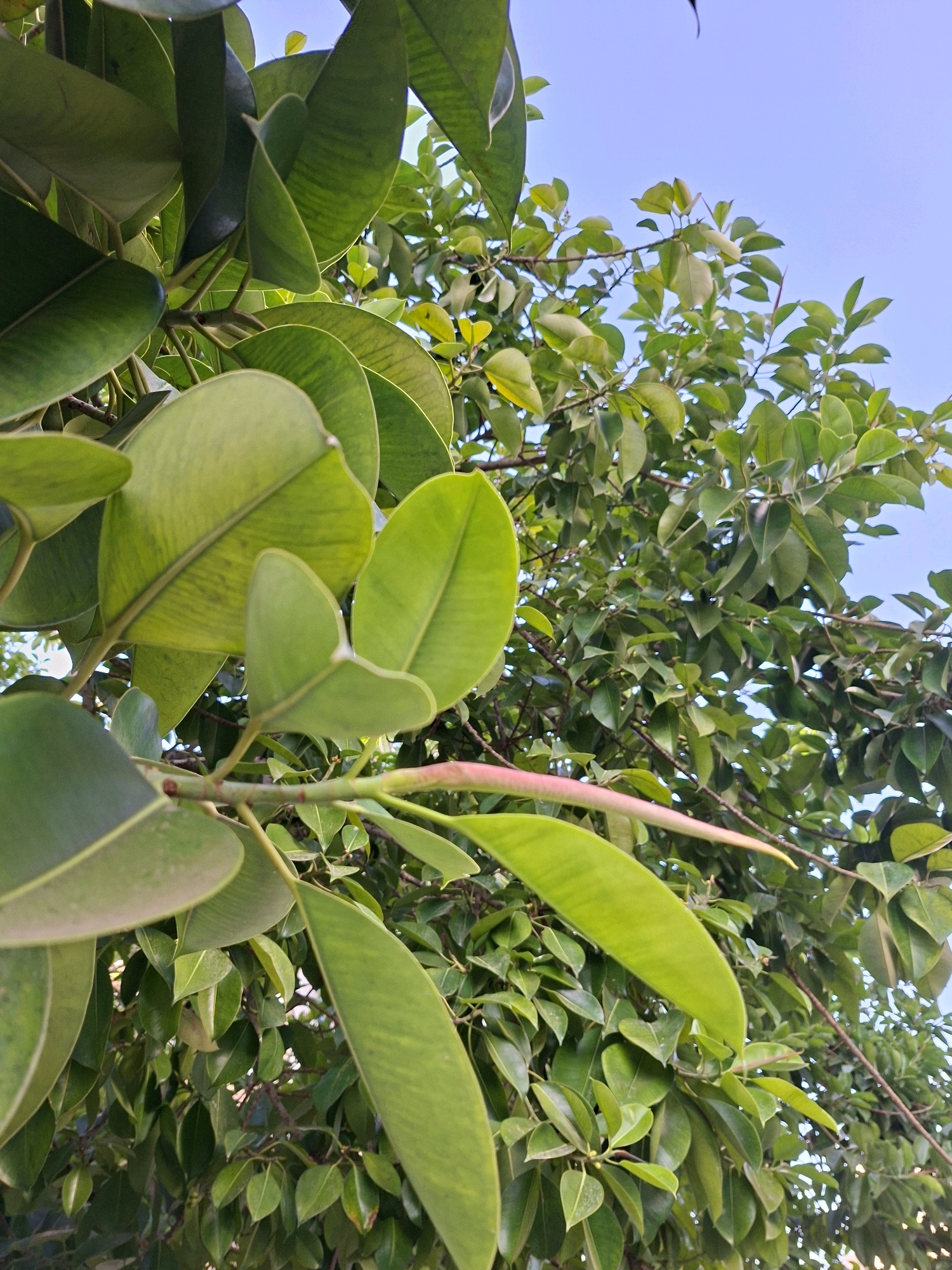 This is a close-up, low-angle shot of a Ficus tree canopy against a clear blue sky. The leaves are a vibrant green, with some showing lighter green veins. A new leaf bud, tinged with pink, is prominently featured in the foreground, extending horizontally. The branches are visible, sparsely distributed amongst the dense foliage. The lighting suggests it is daytime, likely late afternoon or early morning due to the soft illumination and slight shadows. The overall impression is one of lush, healthy plant life. This image was taken in Torrevieja, Spain.