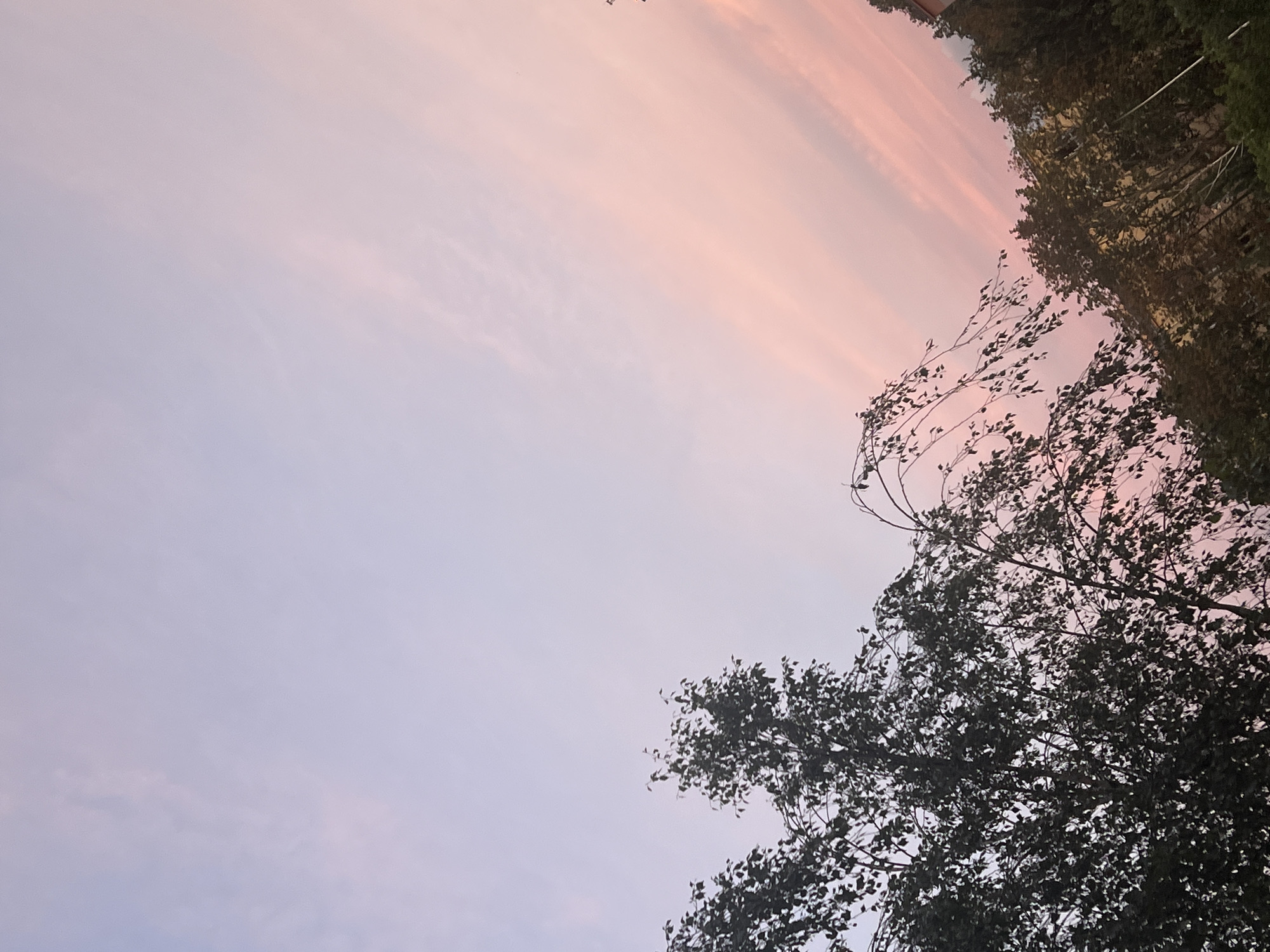 The image depicts a dusky sky with soft pink and lilac hues, indicative of sunset or sunrise. Silhouetted against this sky are the dark foliage and branches of several trees in the foreground, their leaves appearing dense and green. In the background, the outlines of buildings are visible, suggesting an urban environment. The scene appears to be an outdoor setting in a city, possibly with a park or residential area due to the presence of trees and buildings. No people or specific actions are discernible. The overall impression is one of a serene natural phenomenon occurring within a developed area. Without further information or identifiable landmarks, pinpointing a specific location within Warsaw, Poland is not possible based solely on the visual content of the image.