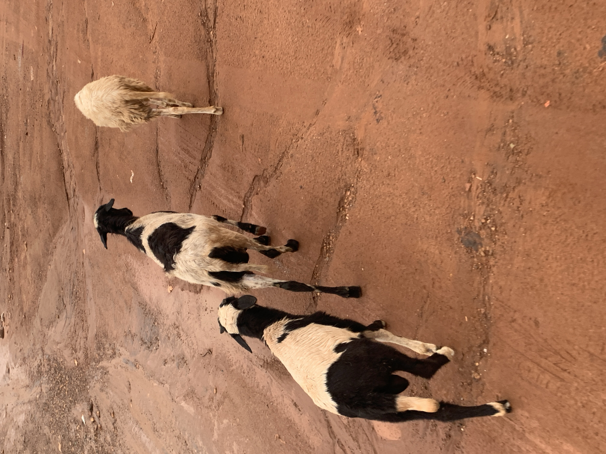 In an outdoor, unknown location, three sheep walk across a reddish-brown dirt path. The sheep are positioned from left to right, with the leftmost sheep being closest to the viewer. The leftmost sheep is black and white, with black markings on its head and legs, and a white body. The middle sheep is larger, also black and white, with a black saddle pattern and black legs. The rightmost sheep is entirely white and appears to be of a different breed. The ground is uneven, with some muddy patches and small stones. The overall scene is an unobstructed view of the sheep walking away from the camera.