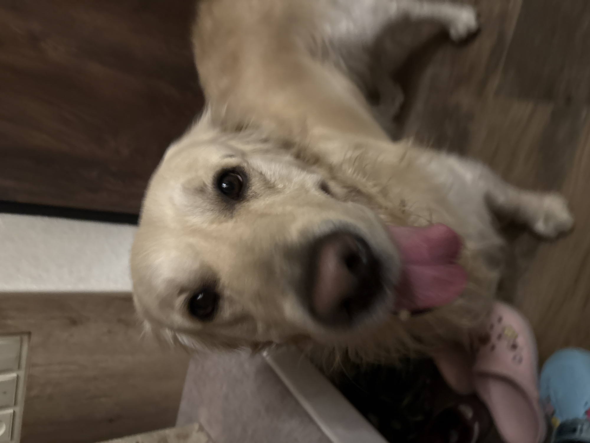 A golden retriever is the subject of this close-up, indoor, eye-level shot. The dog's head is prominent, with its tongue hanging out. A pink slipper with decorative patterns is visible on the floor to the left of the dog. The background consists of wooden flooring and a wall with electrical outlets. The setting is a domestic interior, consistent with a home in Yerevan, Armenia.