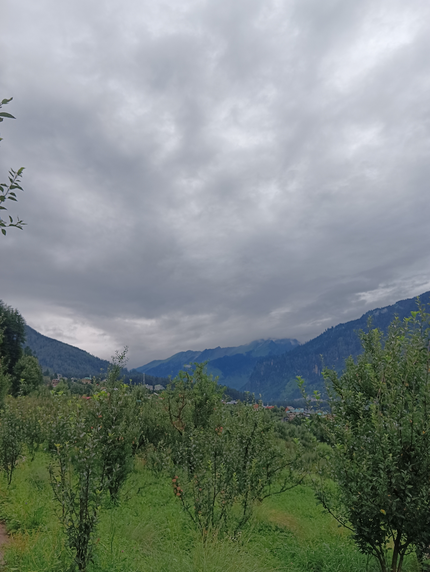 The image depicts a landscape scene with a cloudy sky, mountains, and an orchard of apple trees in the foreground. The sky is overcast with thick, gray clouds. The mountains are covered in dark green forests, and some peaks are obscured by mist. In the foreground, there are rows of apple trees with green leaves and some visible red apples. The ground is covered in lush green grass. The overall impression is of a rural, mountainous area in India, likely during the monsoon season given the cloudy conditions. No people or specific actions are visible in the image.