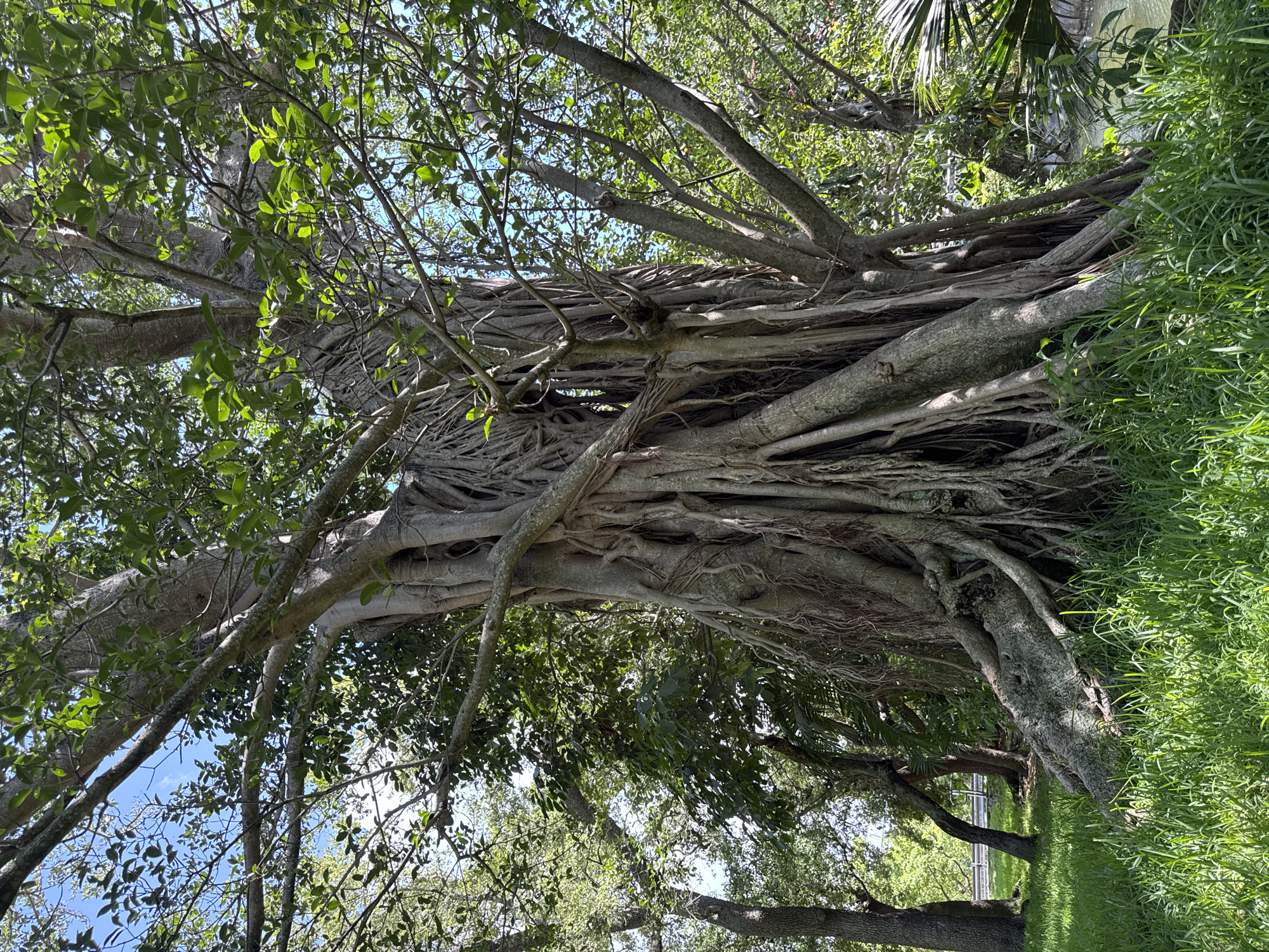 This media file showcases a large, old tree with a complex, interwoven root system. The tree's trunk is thick and gnarled, with aerial roots hanging down and intertwining with each other. Lush green leaves fill the branches, creating a dense canopy. The scene is set outdoors, with a bright blue sky visible through the leaves, suggesting a clear day. Sunlight filters through the foliage, casting dappled shadows on the tree and the surrounding grassy area. In the background, more trees and vegetation are visible, hinting at a park or natural setting. The overall impression is one of natural beauty and the enduring strength of the tree. No people, objects, or text are present in the image. The time of day appears to be daytime, with ample natural light. The location context provided is Fort Lauderdale, United States of America.