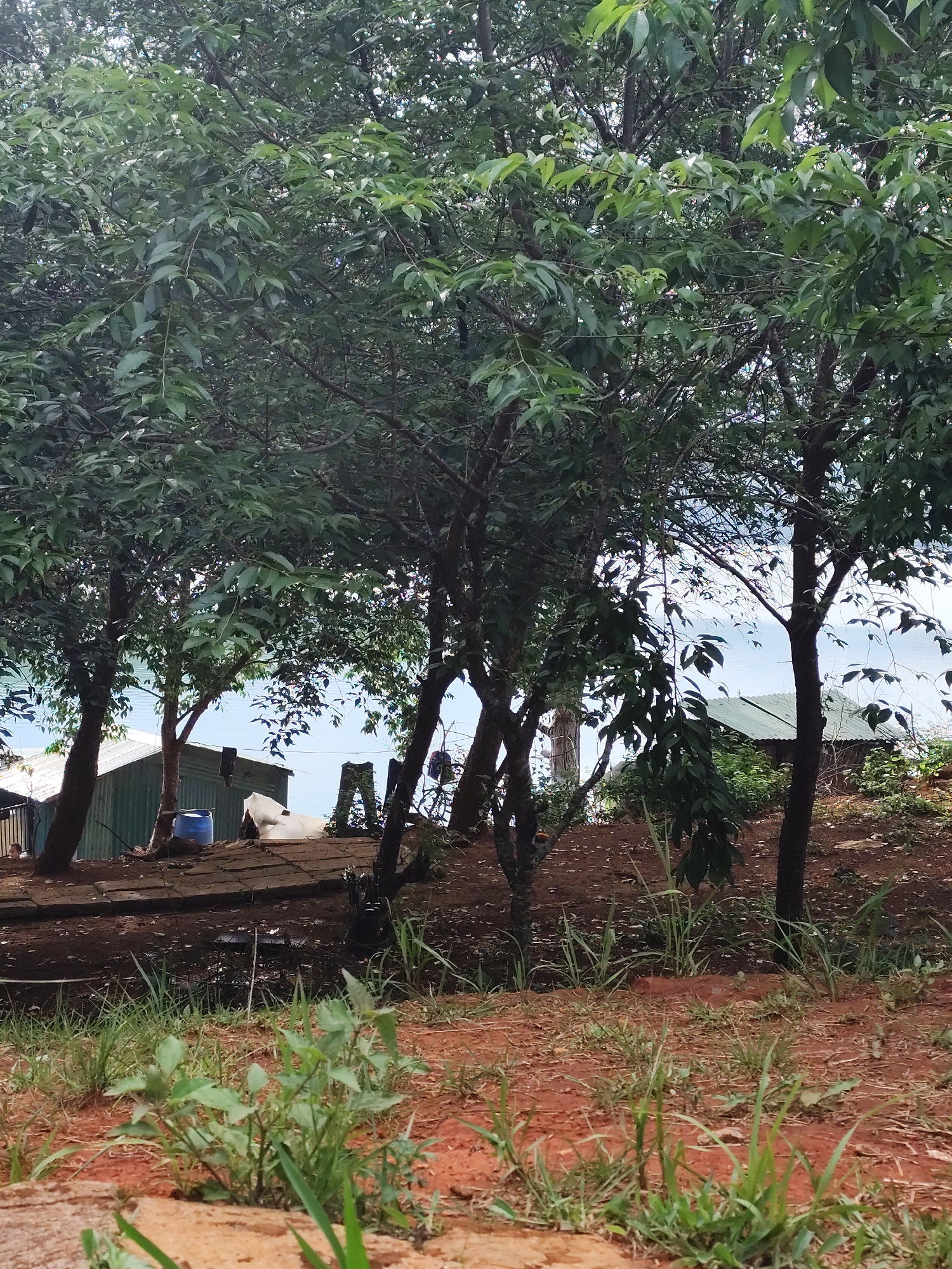 The scene depicts a rural landscape in Da Lat, Vietnam, characterized by lush greenery and simple dwellings. The foreground features a reddish-brown, lateritic soil interspersed with patches of grass and small plants. Several trees with dense, leafy canopies dominate the midground, partially obscuring the view of the structures behind them. In the background, glimpses of buildings with corrugated metal roofs are visible, suggesting modest homes or sheds. A blue plastic container sits beside a green building. The overall impression is one of a rustic, natural setting with signs of human presence integrated into the environment.