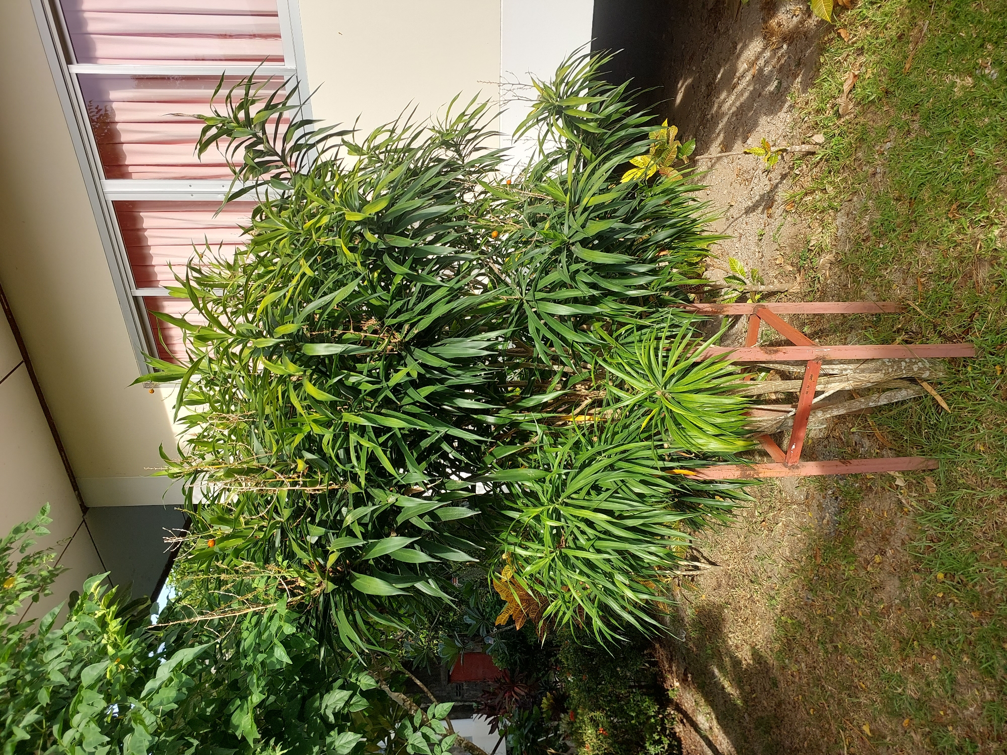 In Baan Mae Nam, Thailand, a Dracaena tree is situated in front of a building with large windows covered by pink curtains. The tree is supported by a reddish-brown metal frame. The ground is covered with grass and dry leaves, and sunlight casts shadows. Other plants, including a Croton with yellow and green leaves, are visible in the background. The building appears to be light beige and has a grey trim around the windows. The scene suggests an outdoor area adjacent to a structure, likely a home or a commercial building.