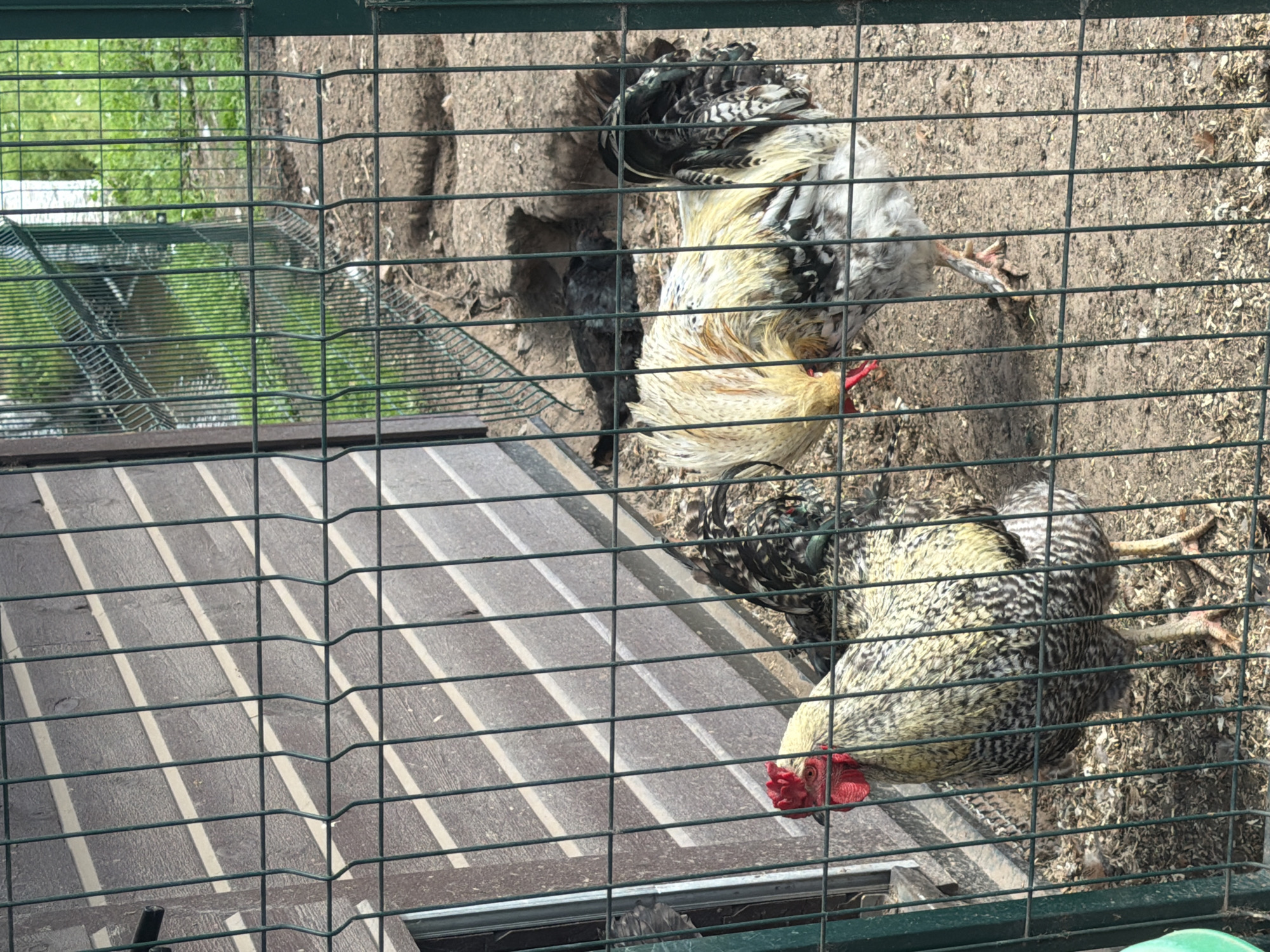The image depicts two roosters standing within an outdoor enclosure, likely a chicken coop, in Vārpas, Latvia. The enclosure is constructed with wooden siding on the left and a green wire mesh fence forming the front and right boundaries. The ground inside the enclosure is dirt and wood shavings, with some patches of dry grass visible. One rooster, positioned in the foreground to the left, is facing the camera with its head turned slightly to the left. It has a speckled pattern of grey and white feathers, with a bright red comb and wattle. The second rooster is to the right and slightly behind the first, facing towards the right. This rooster has a predominantly pale yellow and white plumage on its neck and chest, with black and white speckles on its body and tail feathers. Its head is lowered, and its beak appears to be red. In the background, beyond the fence, there is more vegetation, including green grass and some trees, suggesting a rural or semi-rural setting. The sunlight casts diagonal shadows across the wooden siding of the coop, indicating it is daytime. The overall scene is a straightforward depiction of domestic fowl in their environment.