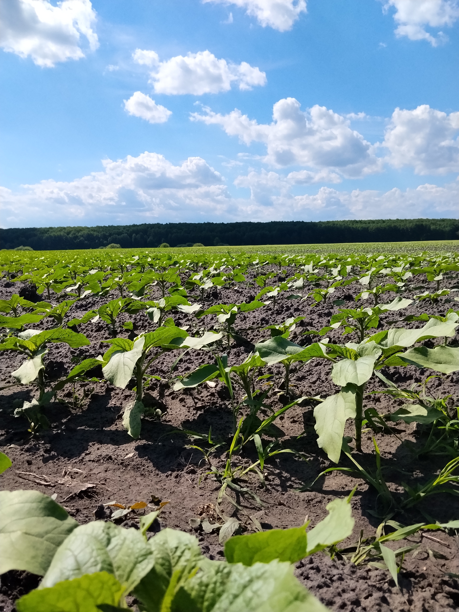 A low-angle, full shot captures a young sunflower field under a bright blue sky dotted with fluffy white clouds. The field, located in Matyashivka, Ukraine, consists of rows of small, vibrant green sunflower plants emerging from dark, tilled soil. The plants are in their early growth stages, with prominent leaves and visible stems. In the distance, a dense line of dark green trees forms the horizon, suggesting a forested area bordering the agricultural land. The overall scene conveys a sense of agricultural productivity and natural landscape under a clear, sunny day.